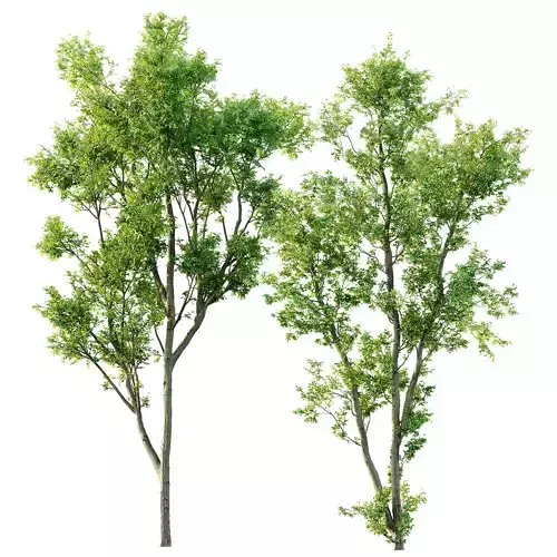 Celtis Australis 04 3D model
