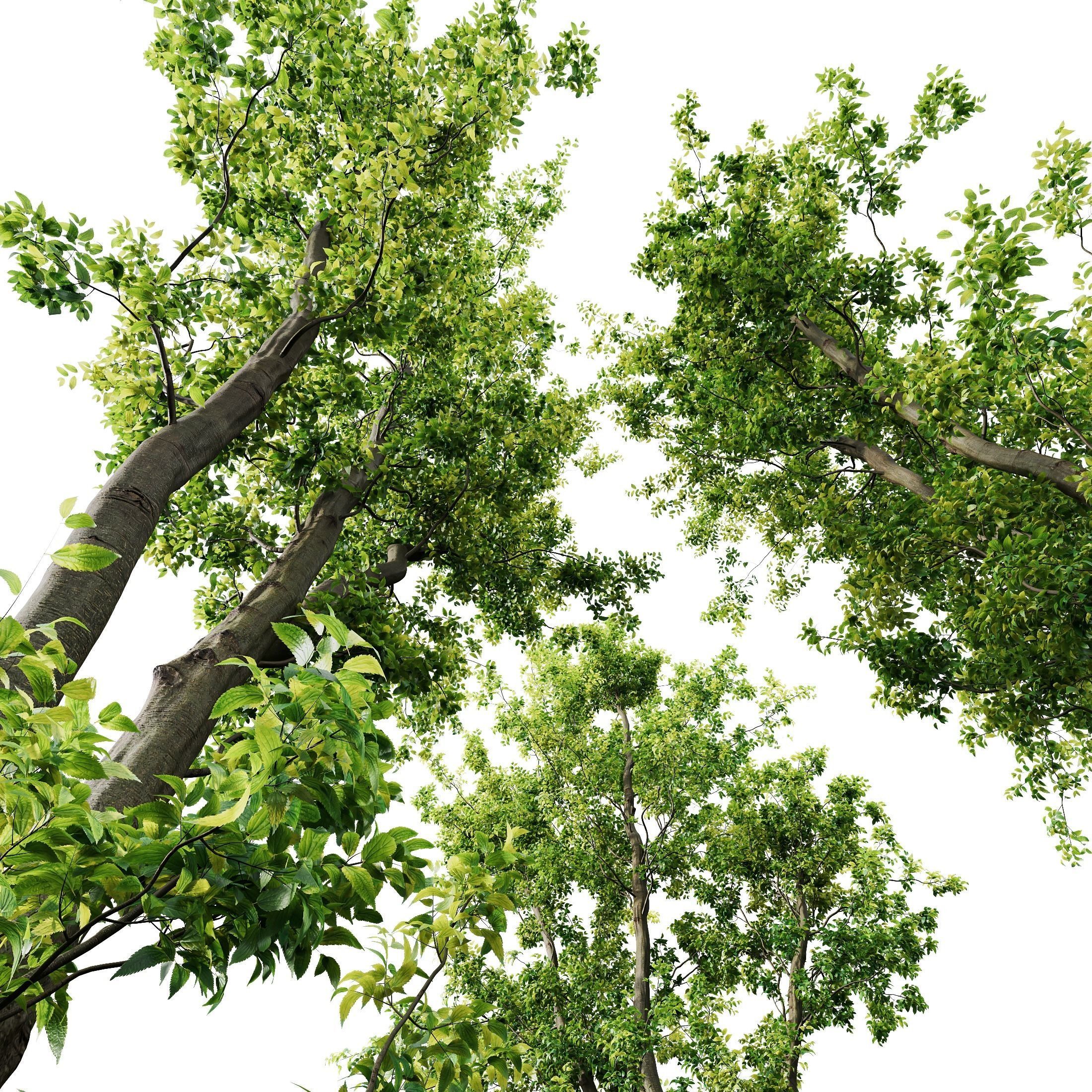Celtis Australis 04 3D model_7