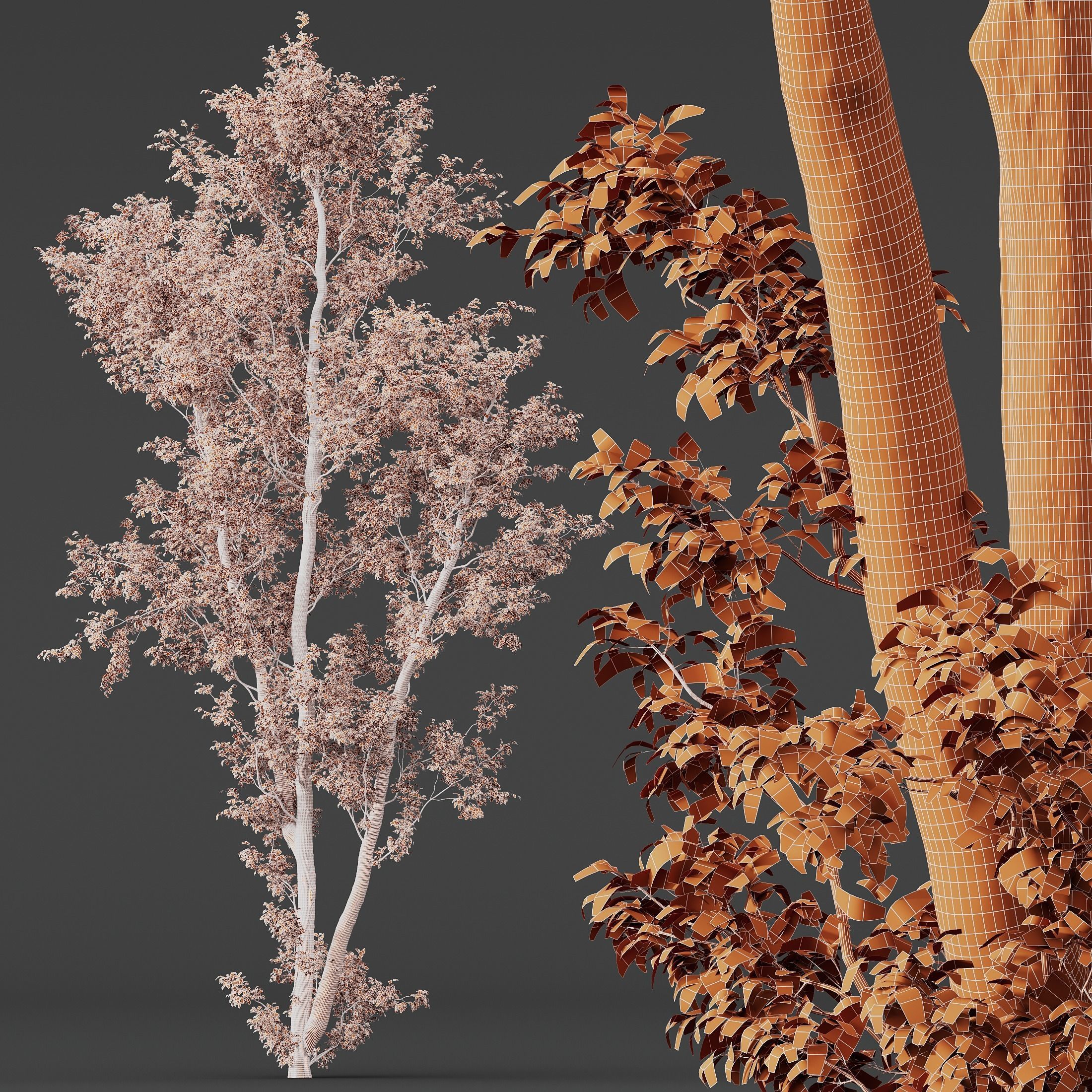 Celtis Australis 04 3D model_8