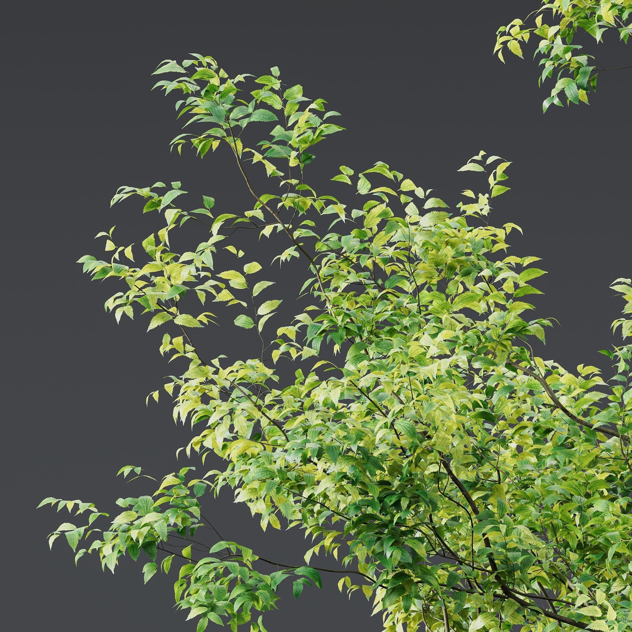 Celtis Australis 04 3D model_1