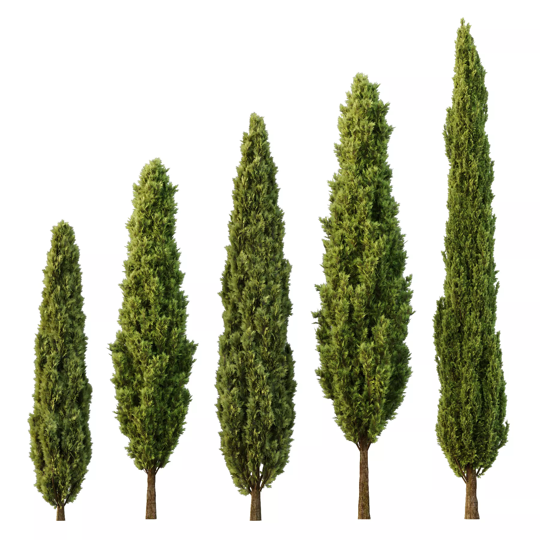 Italian Cypress12 3D model_0