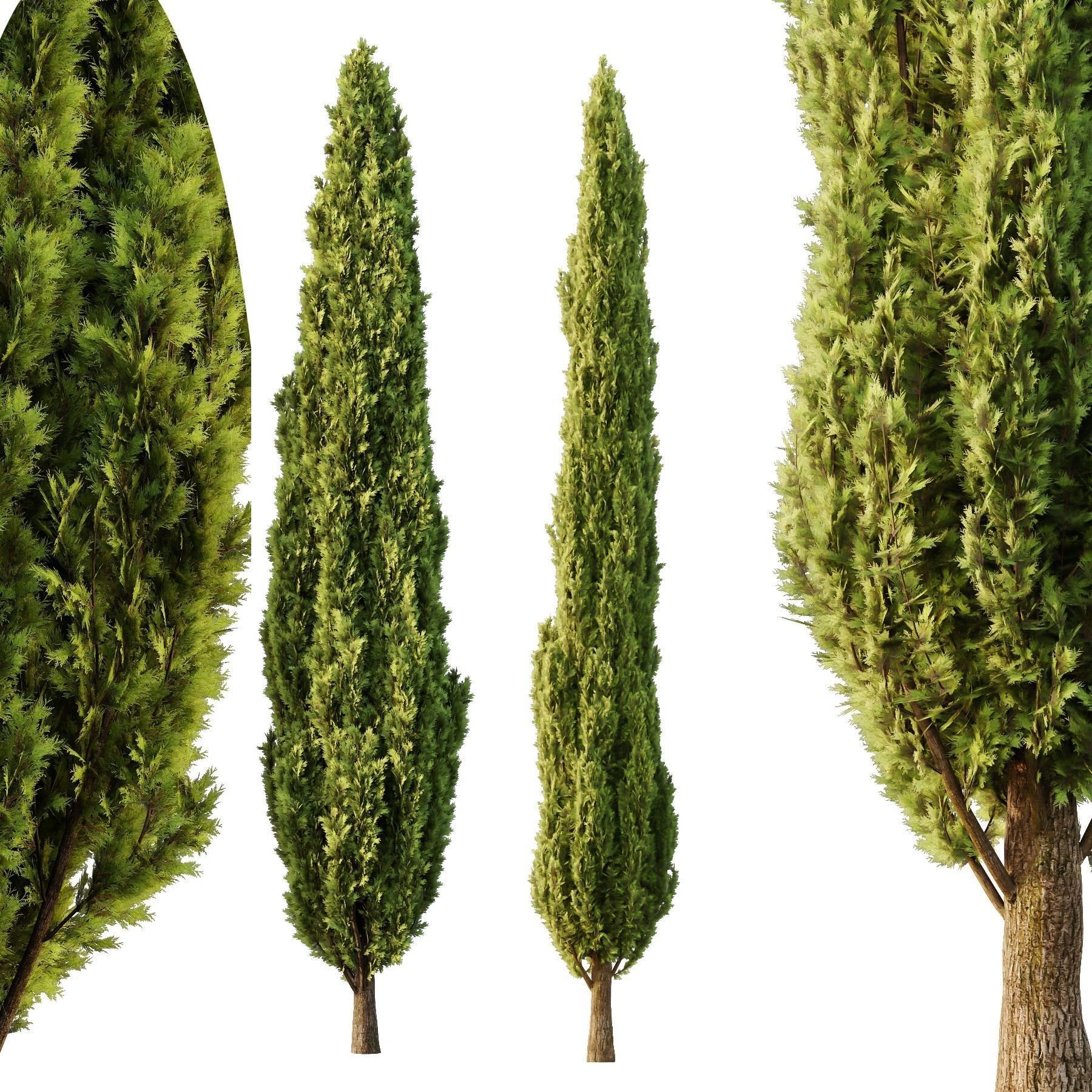 Italian Cypress12 3D model_1