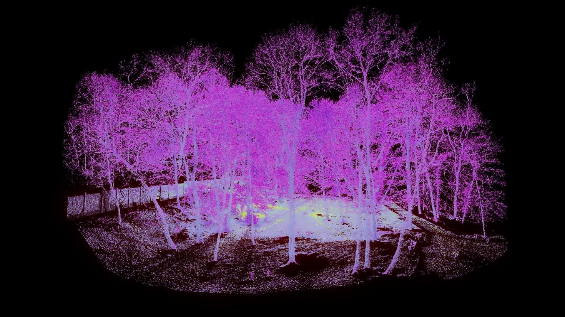 Trees In The Park - Point Cloud 3D model_6