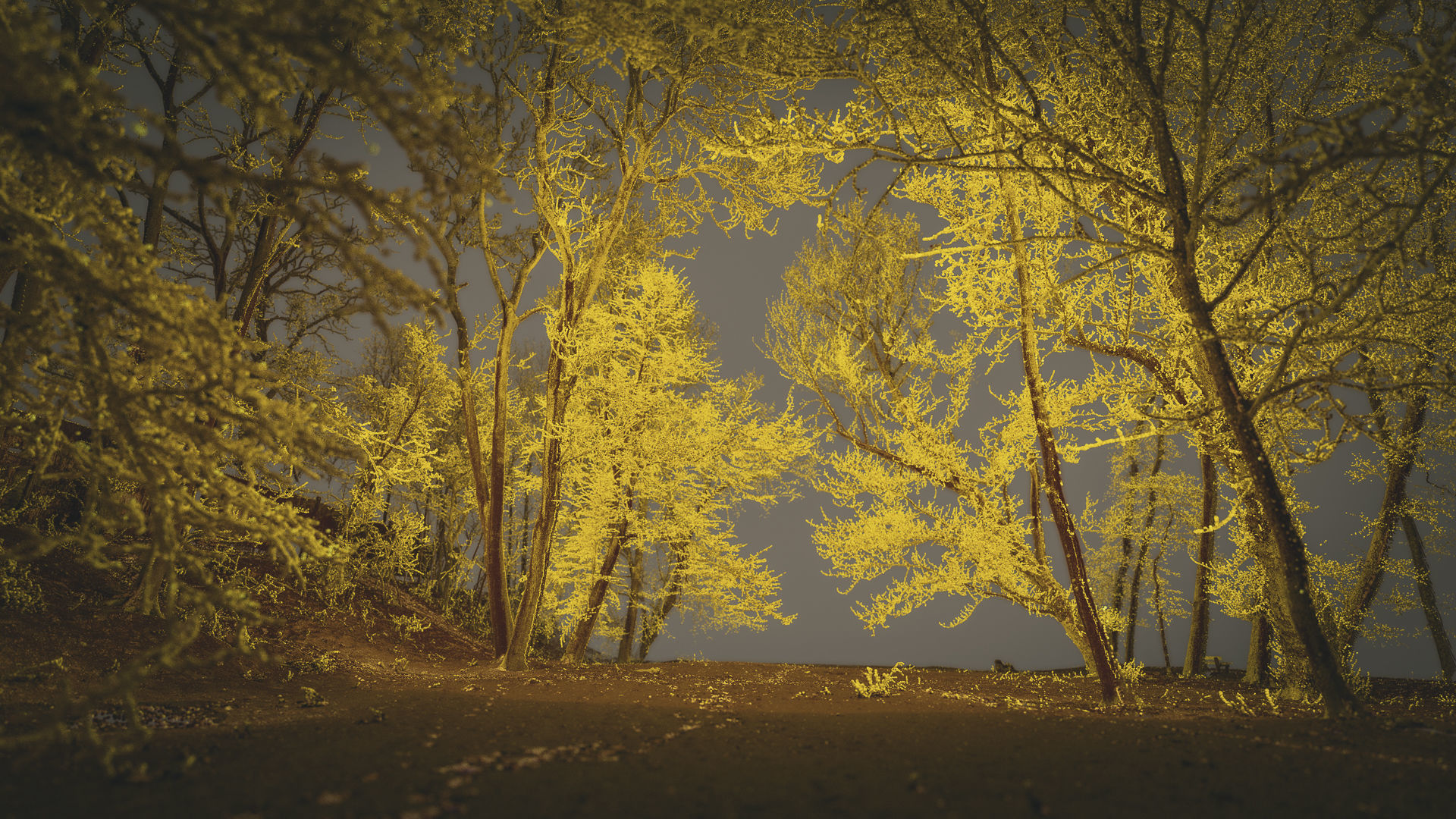 Trees In The Park - Point Cloud 3D model_1