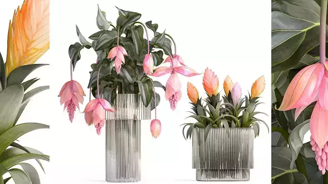 Bouquet of exotic pink flowers with Medinilla bromelia 410 3D model