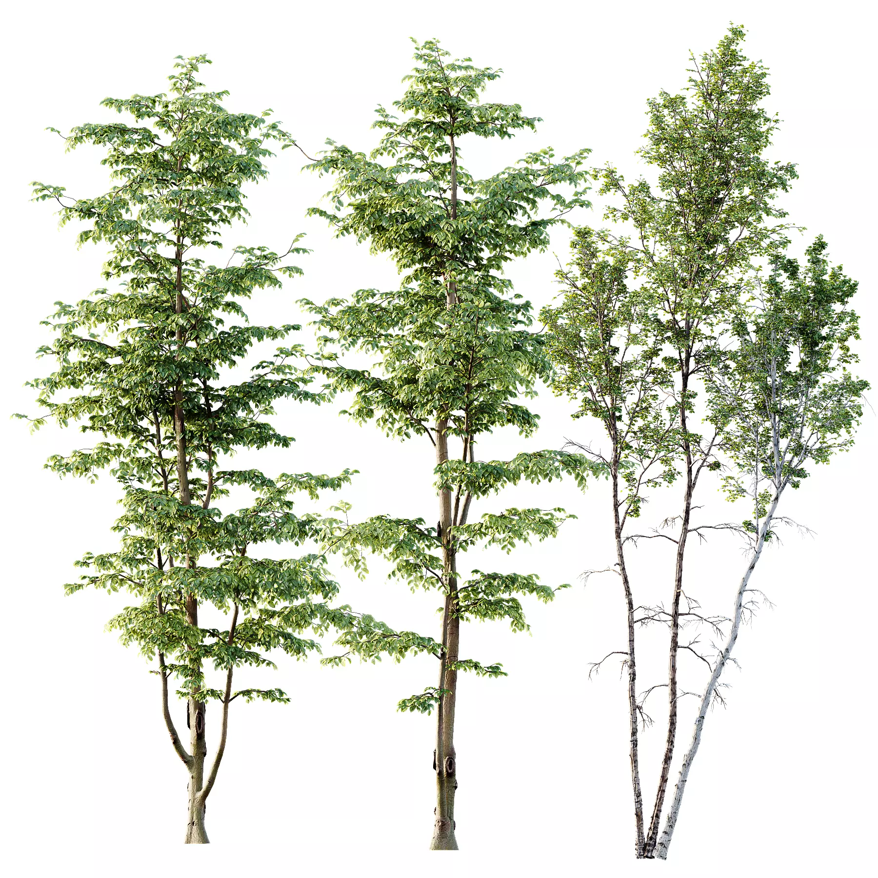 Carpinus Betulus 03 3D model_0