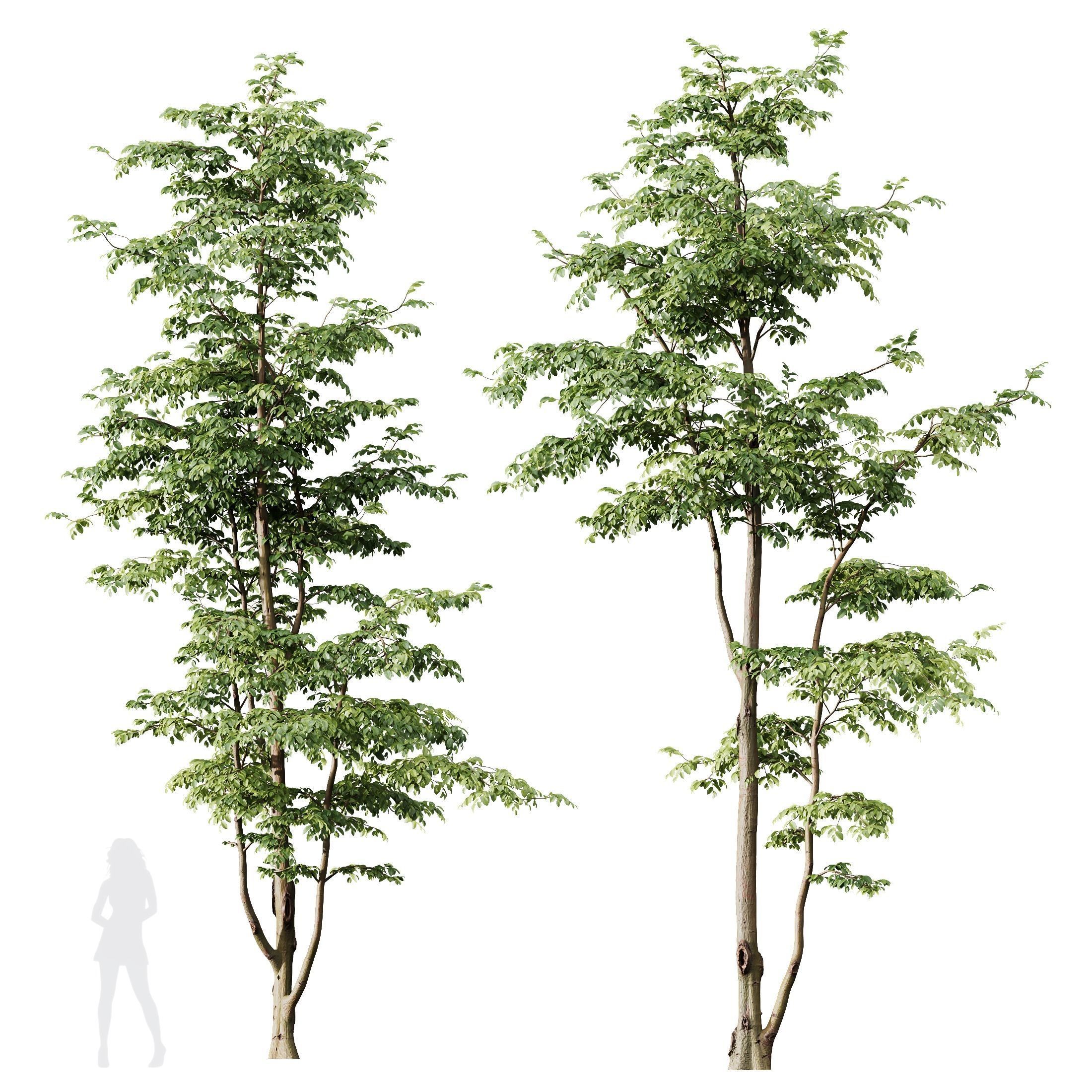 Carpinus Betulus 03 3D model_1