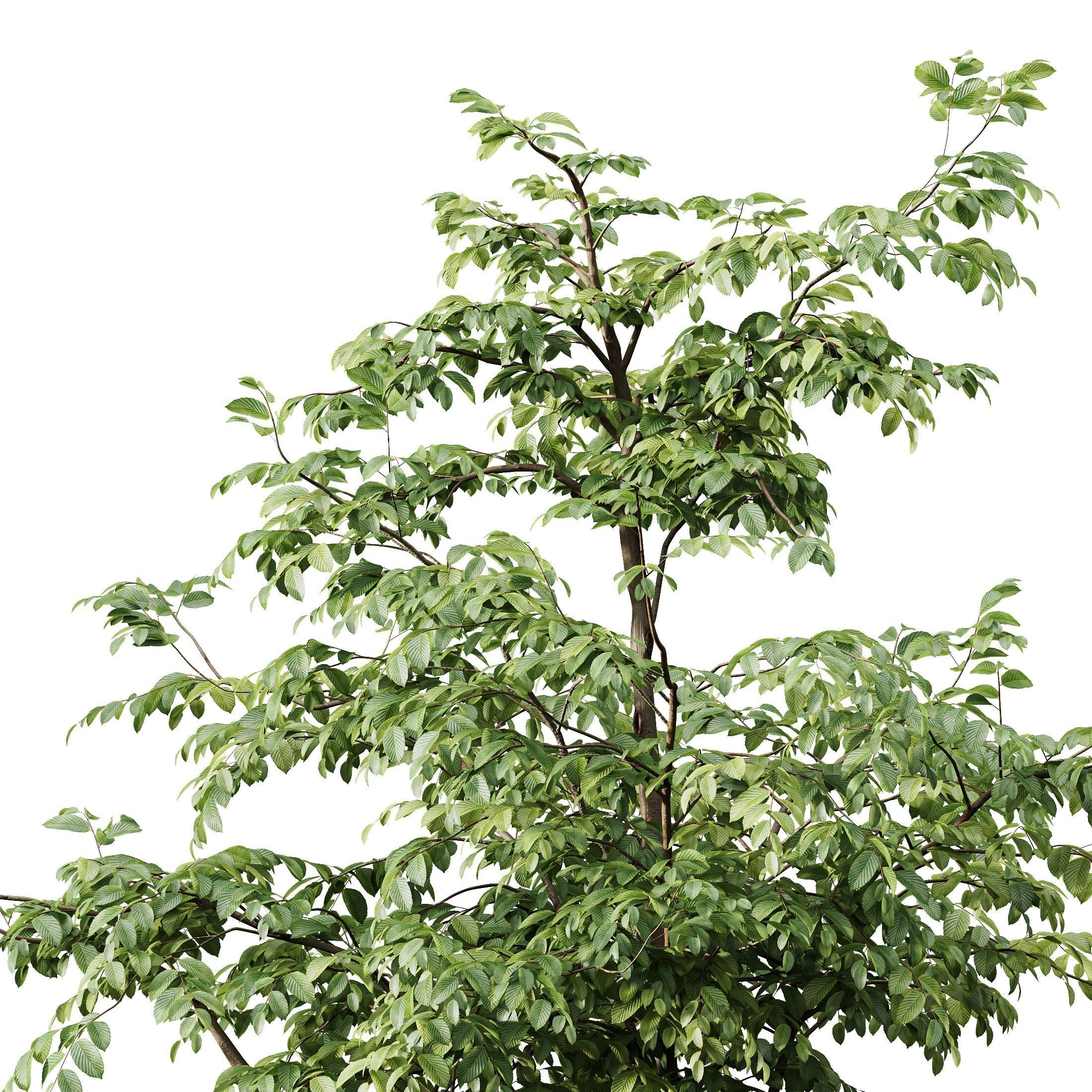 Carpinus Betulus 03 3D model_2