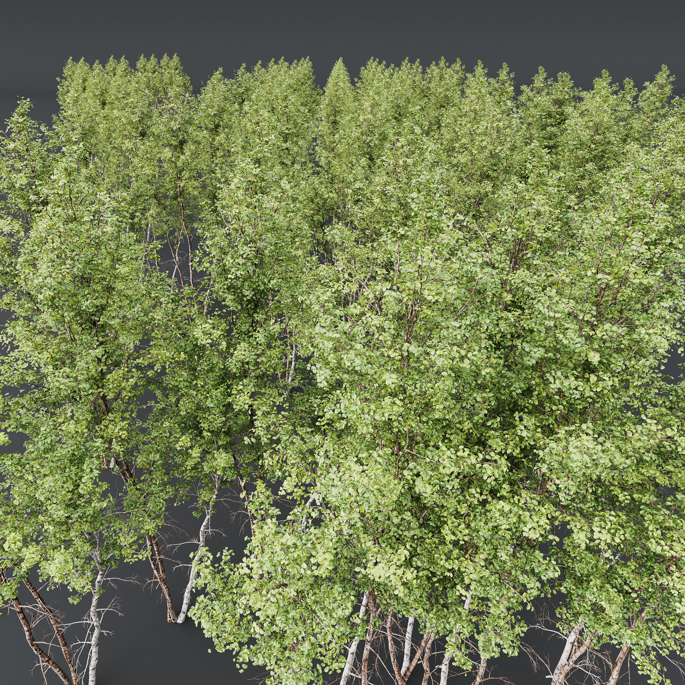 Carpinus Betulus 03 3D model_4