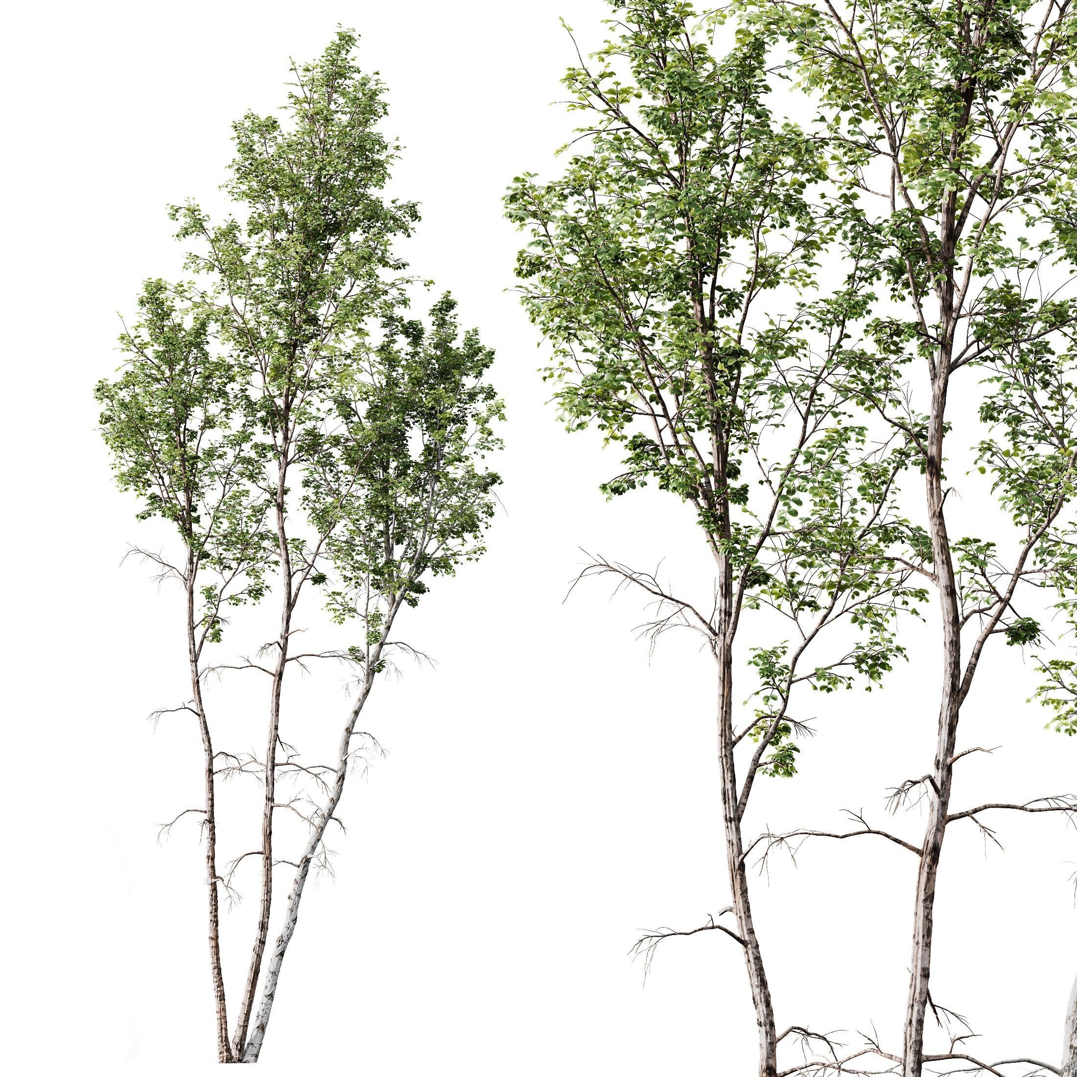 Carpinus Betulus 03 3D model_3