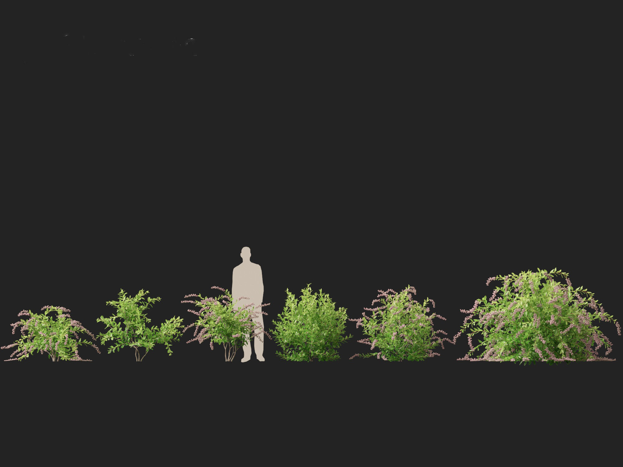 Zenobia pulverulenta Raspberry Ripple - Honey Cups 3D model_3