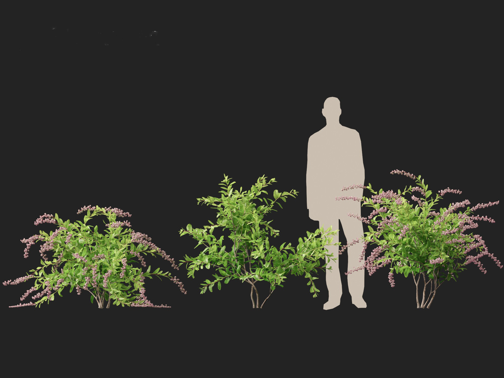 Zenobia pulverulenta Raspberry Ripple - Honey Cups 3D model_5