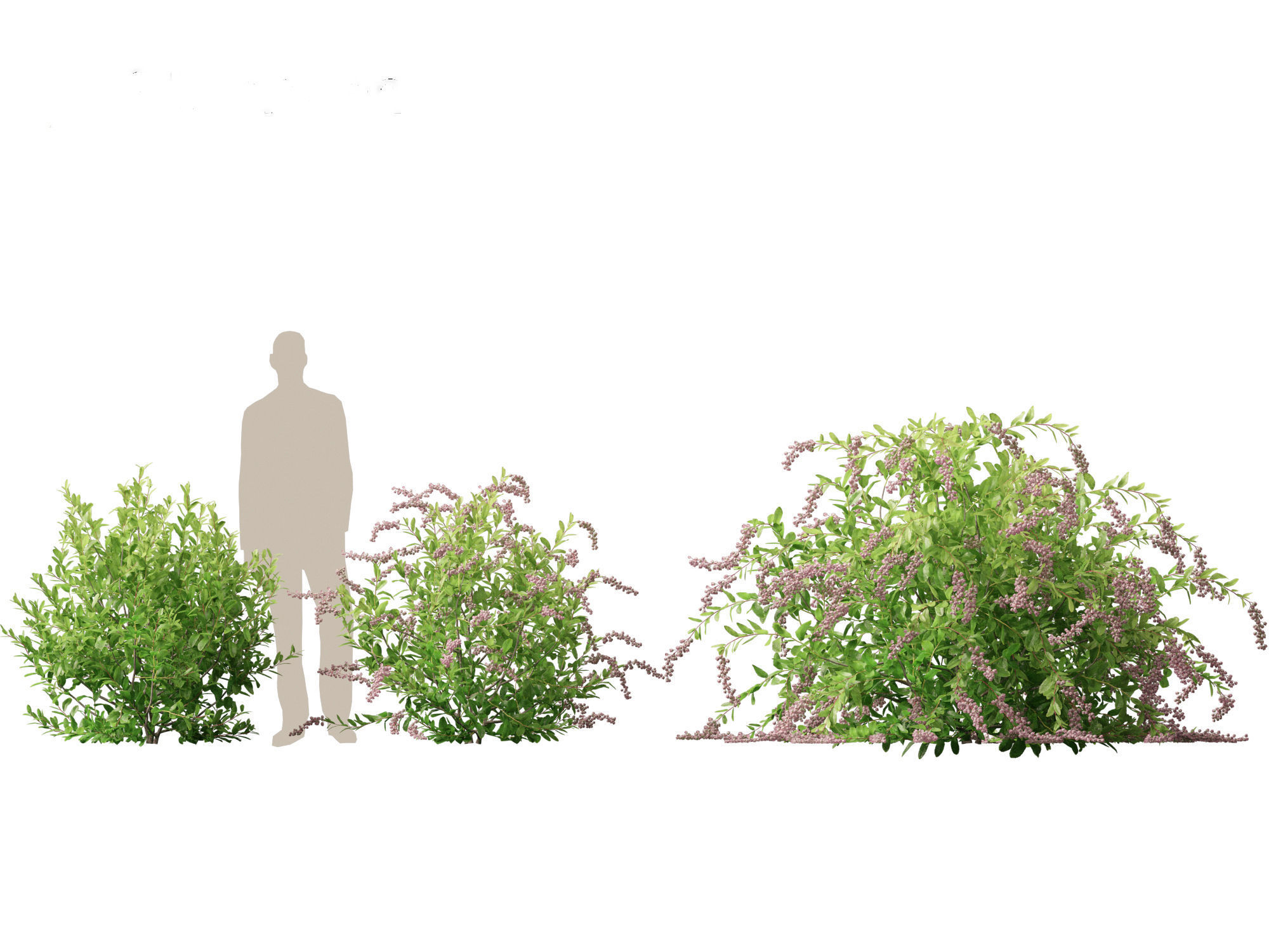 Zenobia pulverulenta Raspberry Ripple - Honey Cups 3D model_6