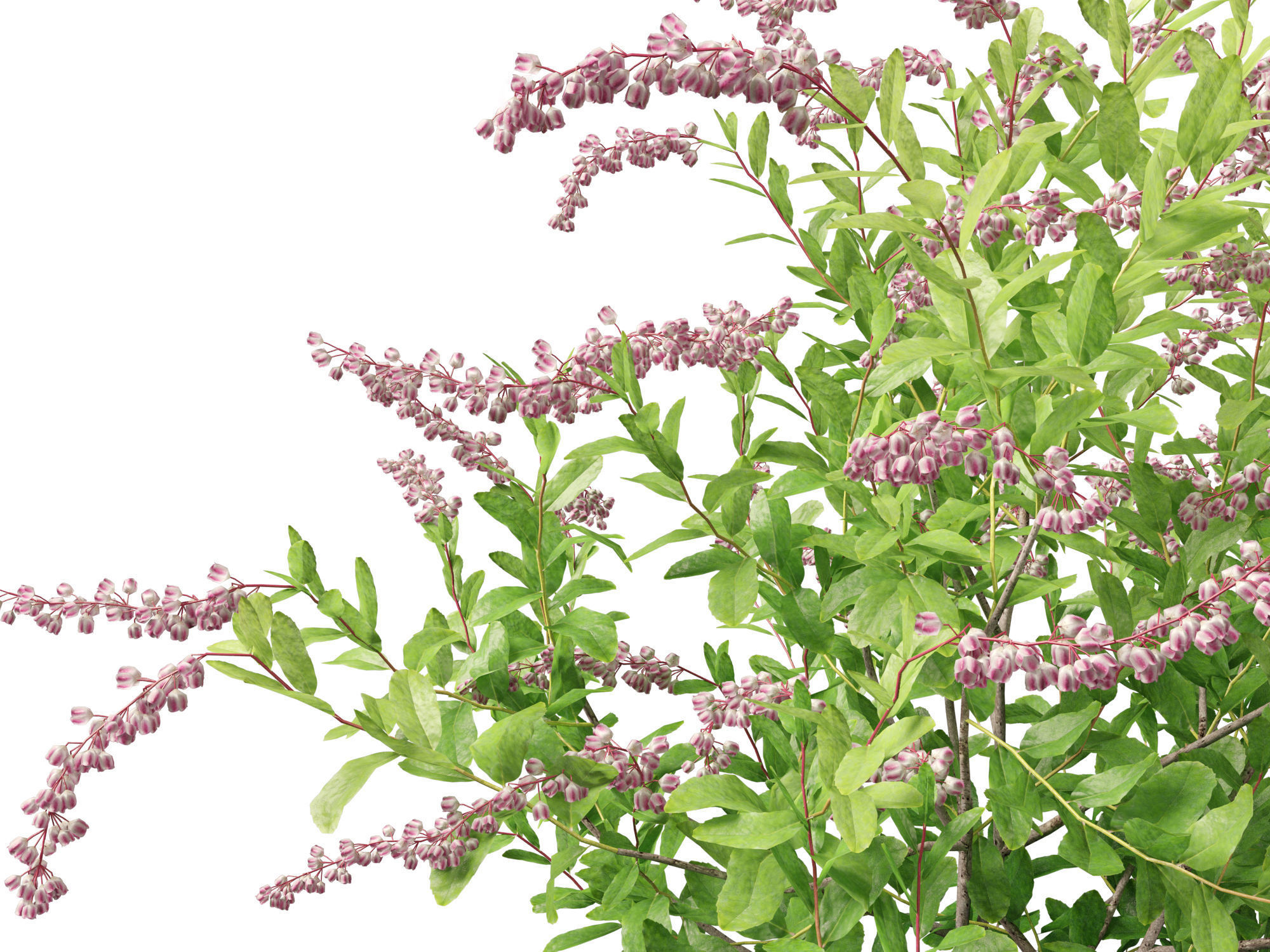 Zenobia pulverulenta Raspberry Ripple - Honey Cups 3D model_9