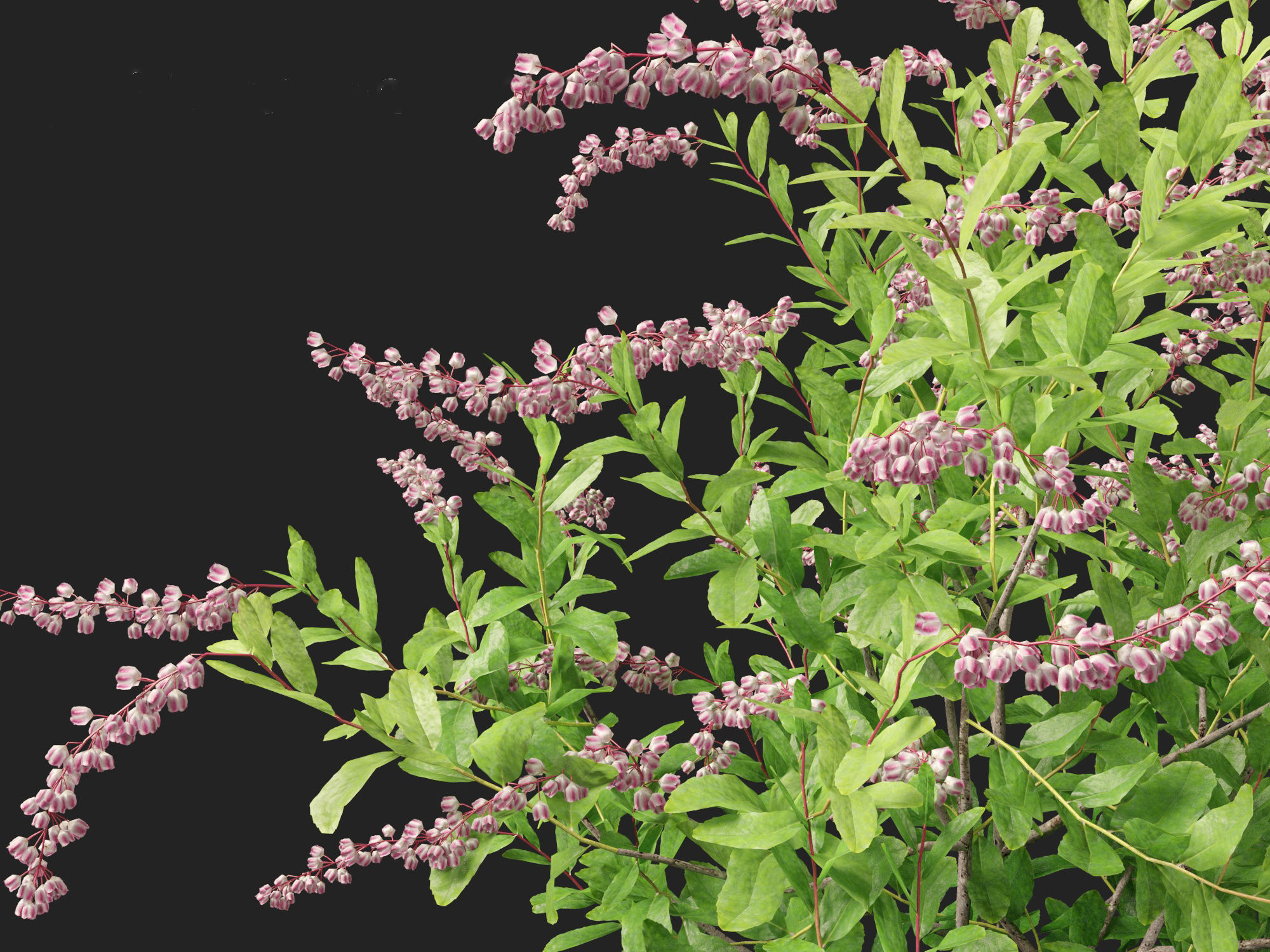 Zenobia pulverulenta Raspberry Ripple - Honey Cups 3D model_2