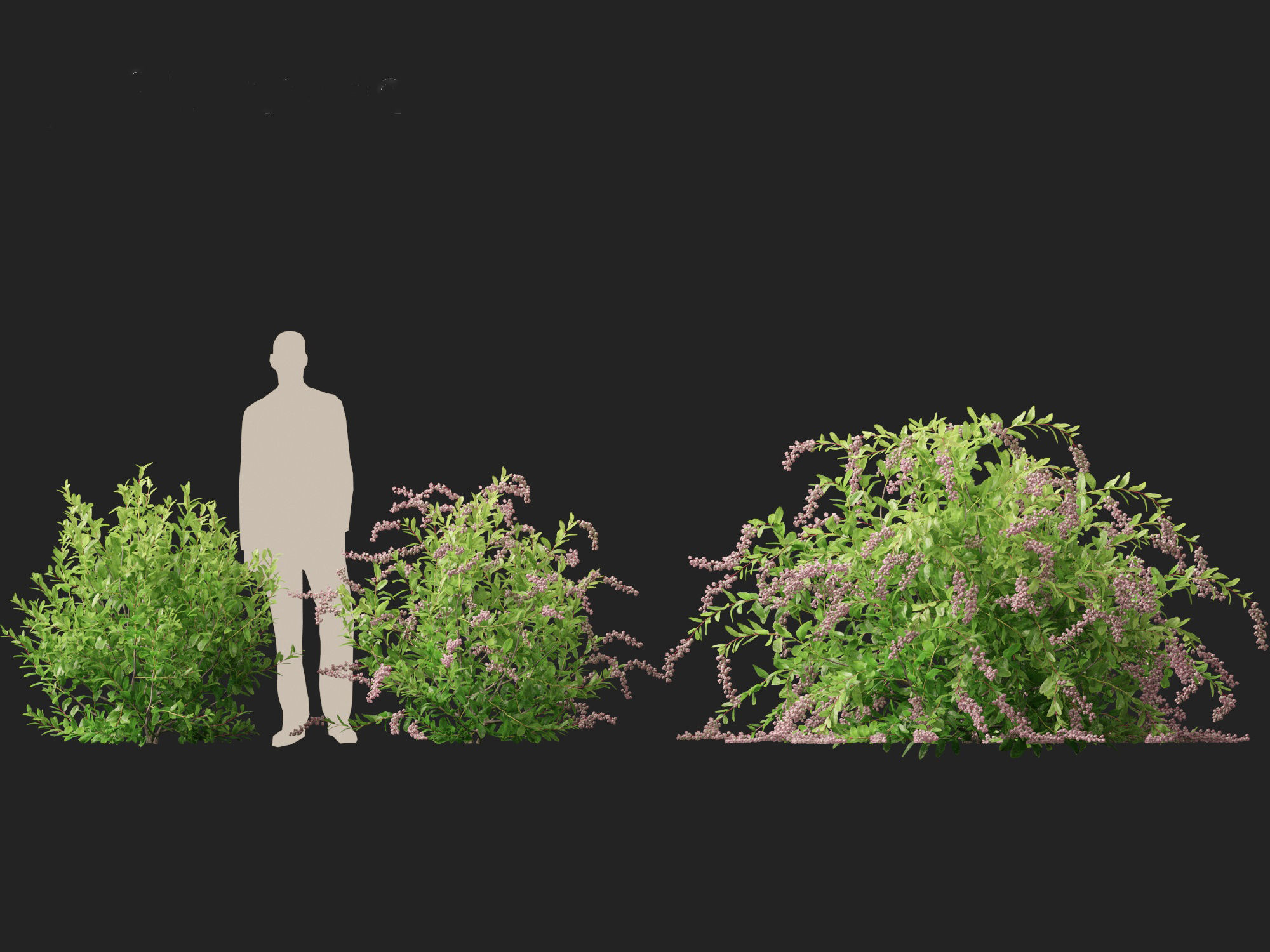 Zenobia pulverulenta Raspberry Ripple - Honey Cups 3D model_7