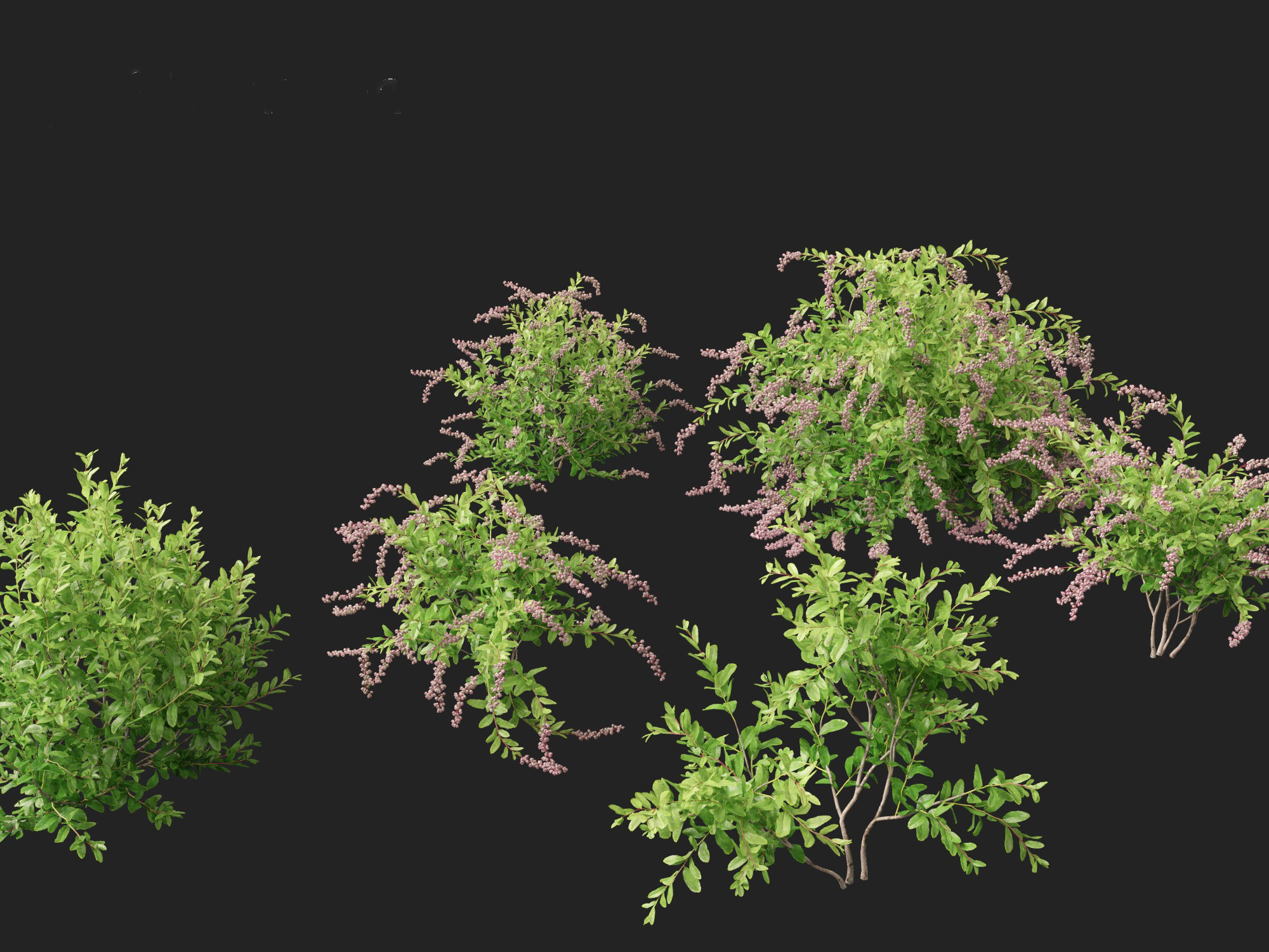 Zenobia pulverulenta Raspberry Ripple - Honey Cups 3D model_8