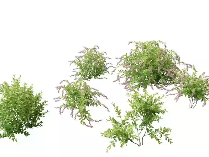 Zenobia pulverulenta Raspberry Ripple - Honey Cups