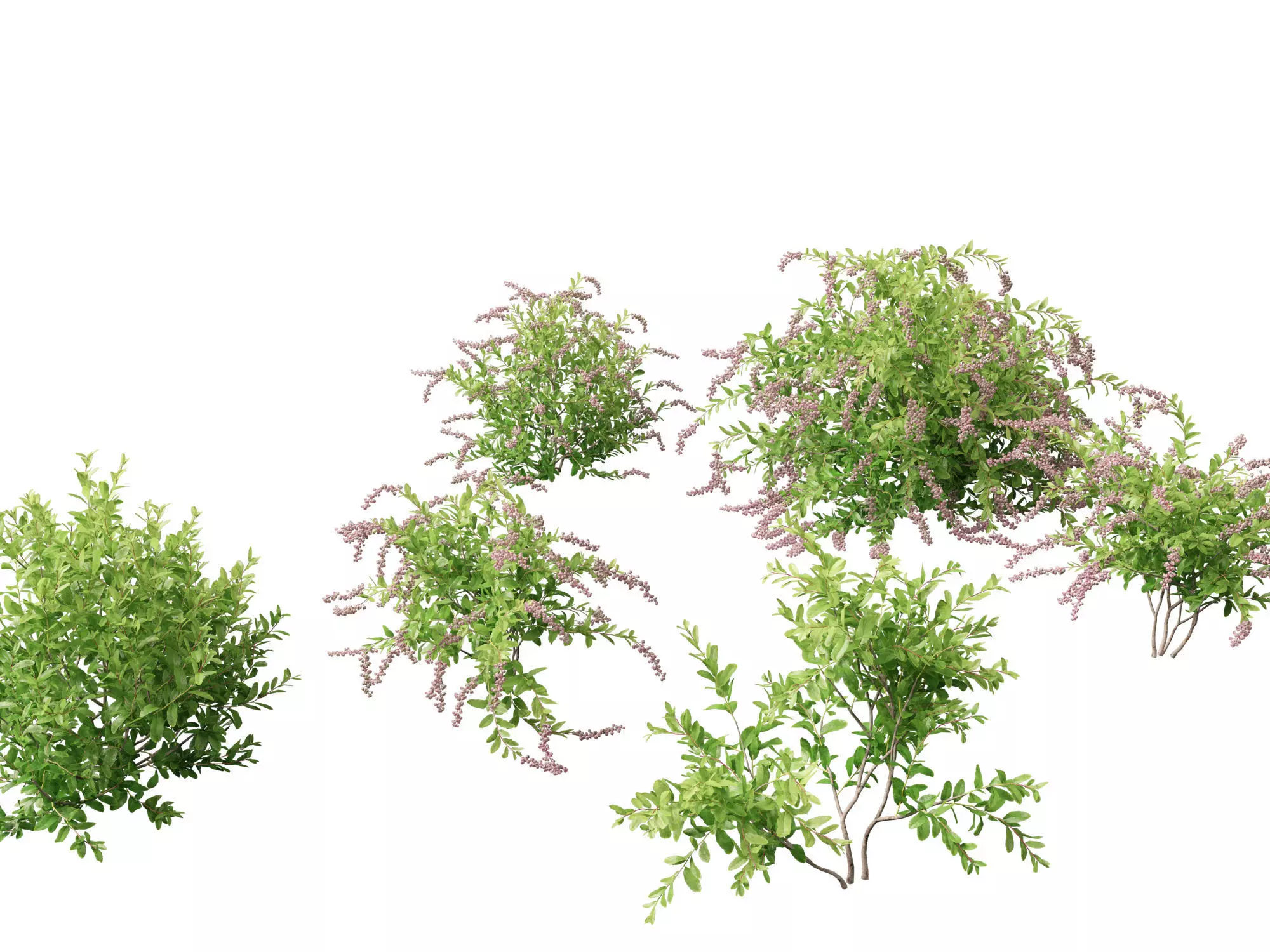 Zenobia pulverulenta Raspberry Ripple - Honey Cups 3D model_0