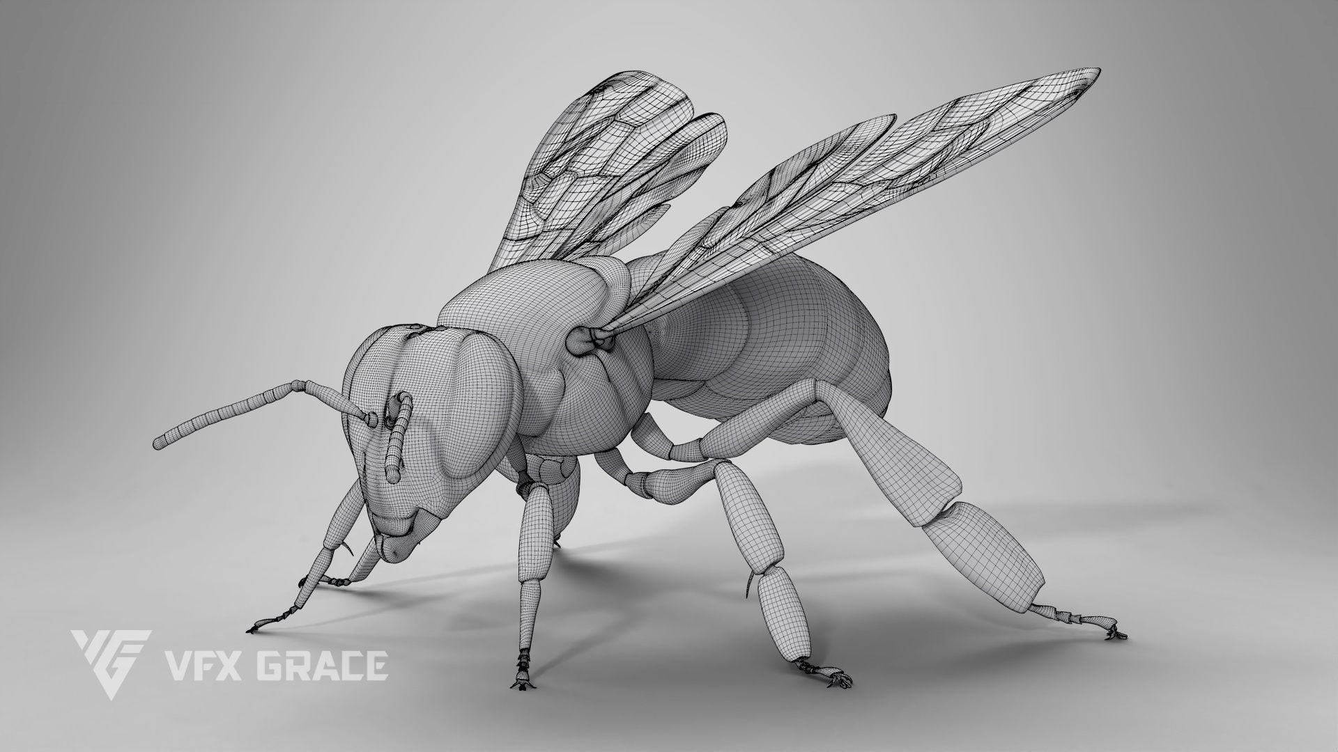 Honey bee Rig - MAYA 3D model_22