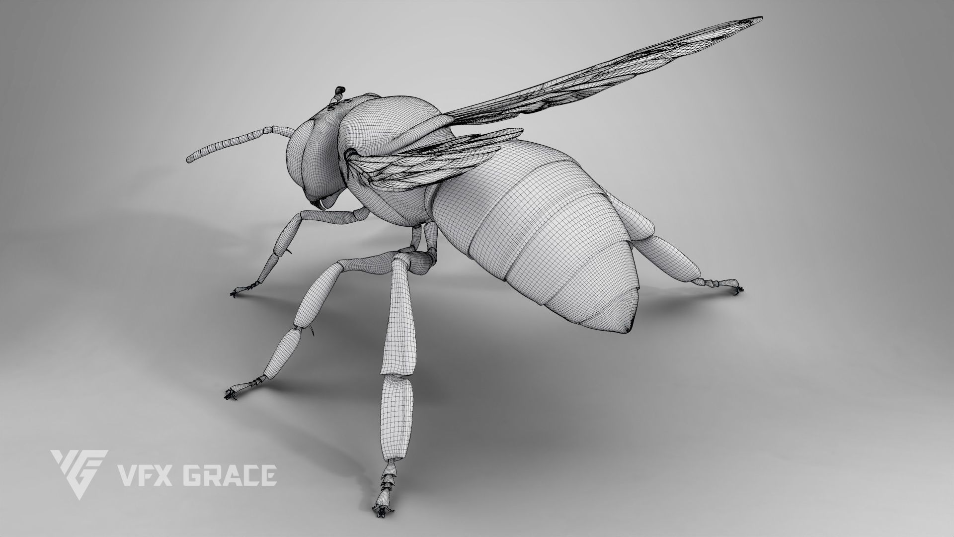 Honey bee Rig - MAYA 3D model_23