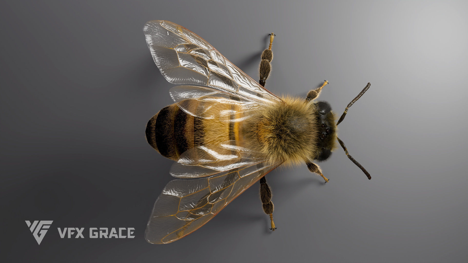 Honey bee Rig - MAYA 3D model_11