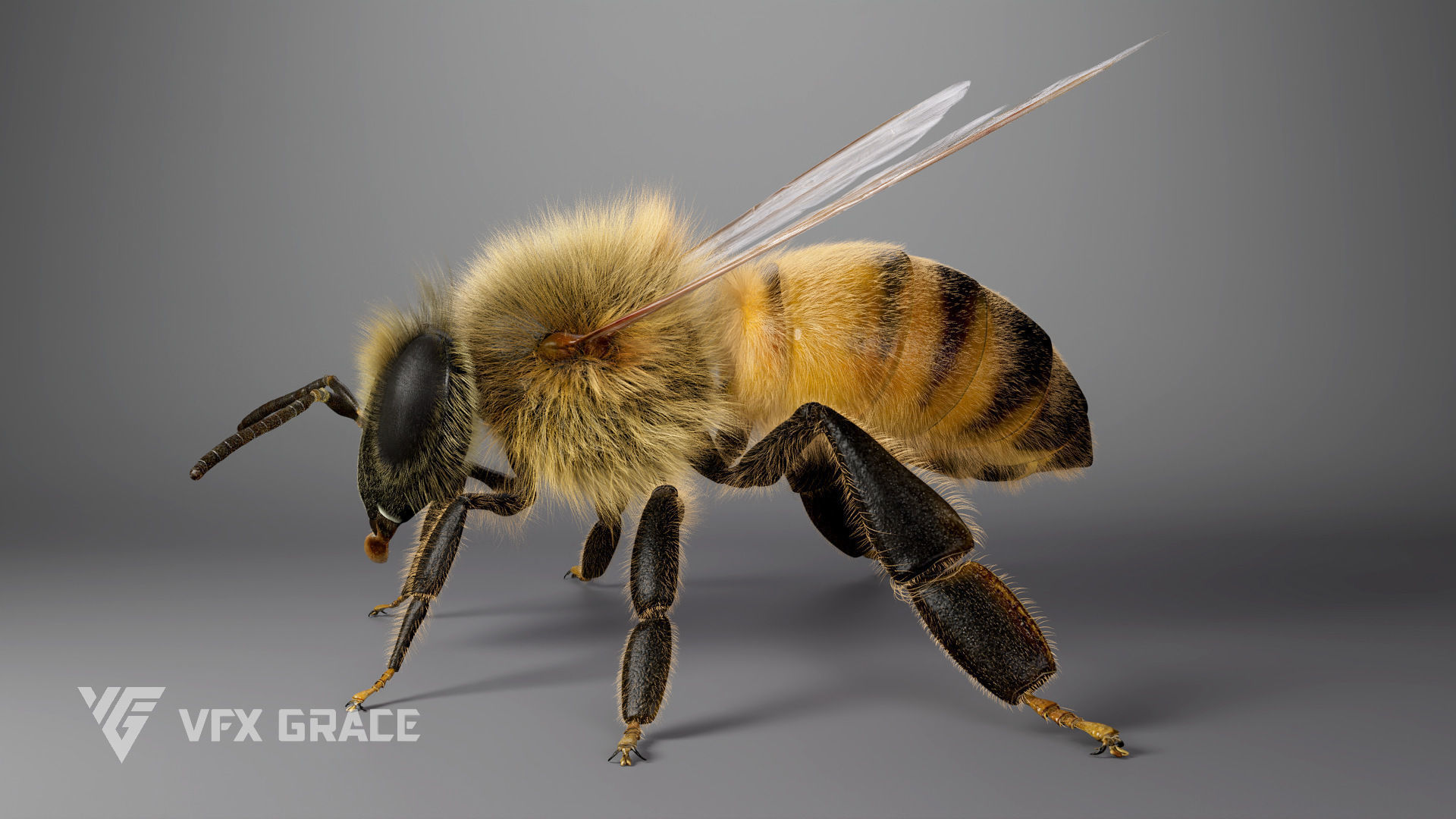 Honey bee Rig - MAYA 3D model_8
