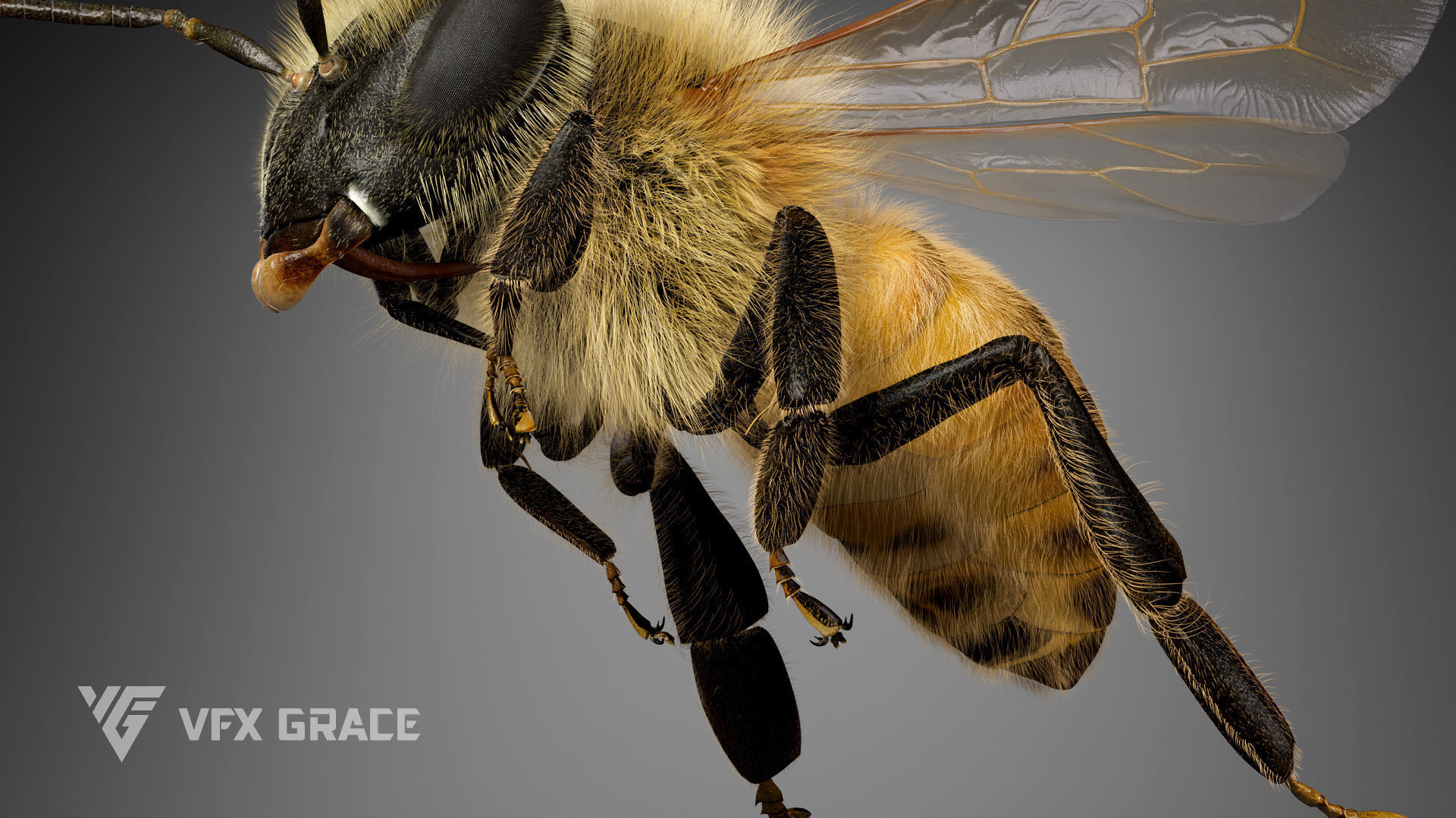 Honey bee Rig - MAYA 3D model_6