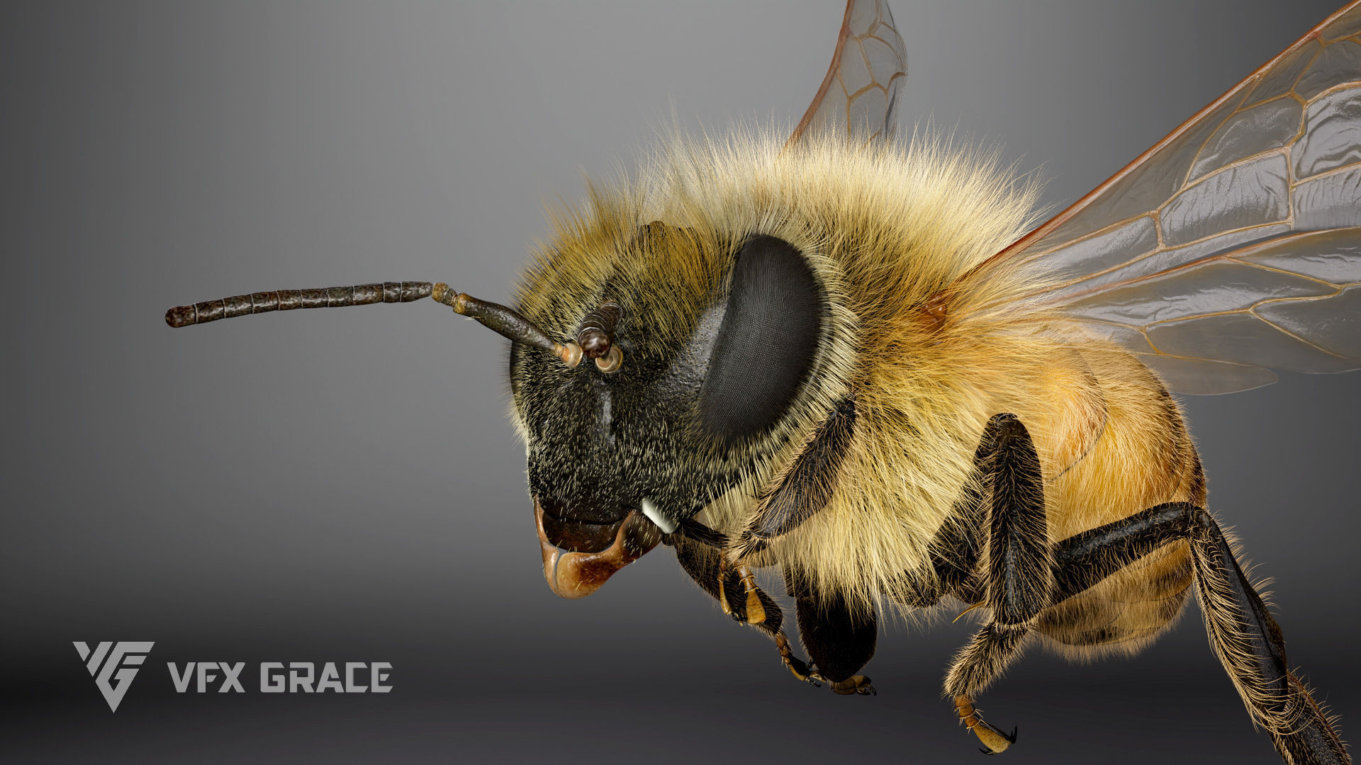 Honey bee Rig - MAYA 3D model_5