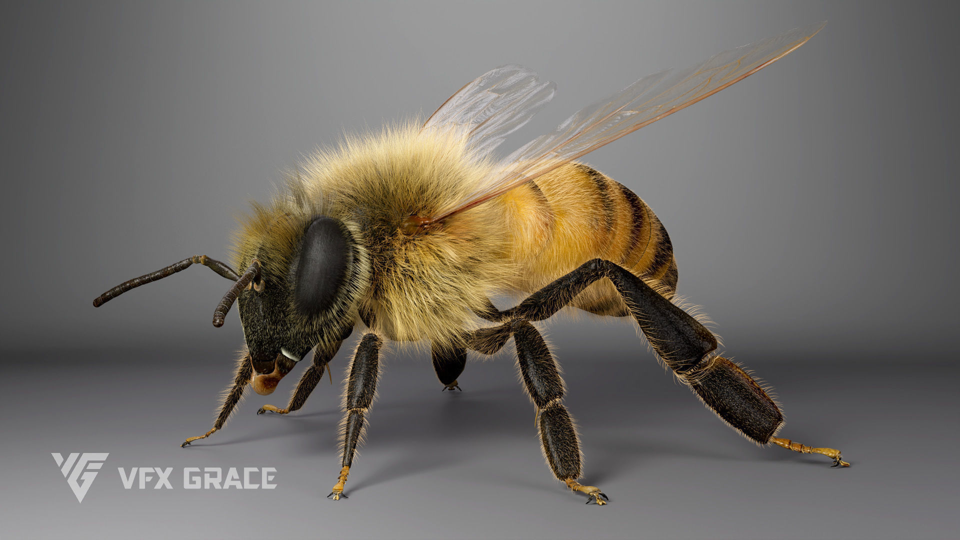 Honey bee Rig - MAYA 3D model_7