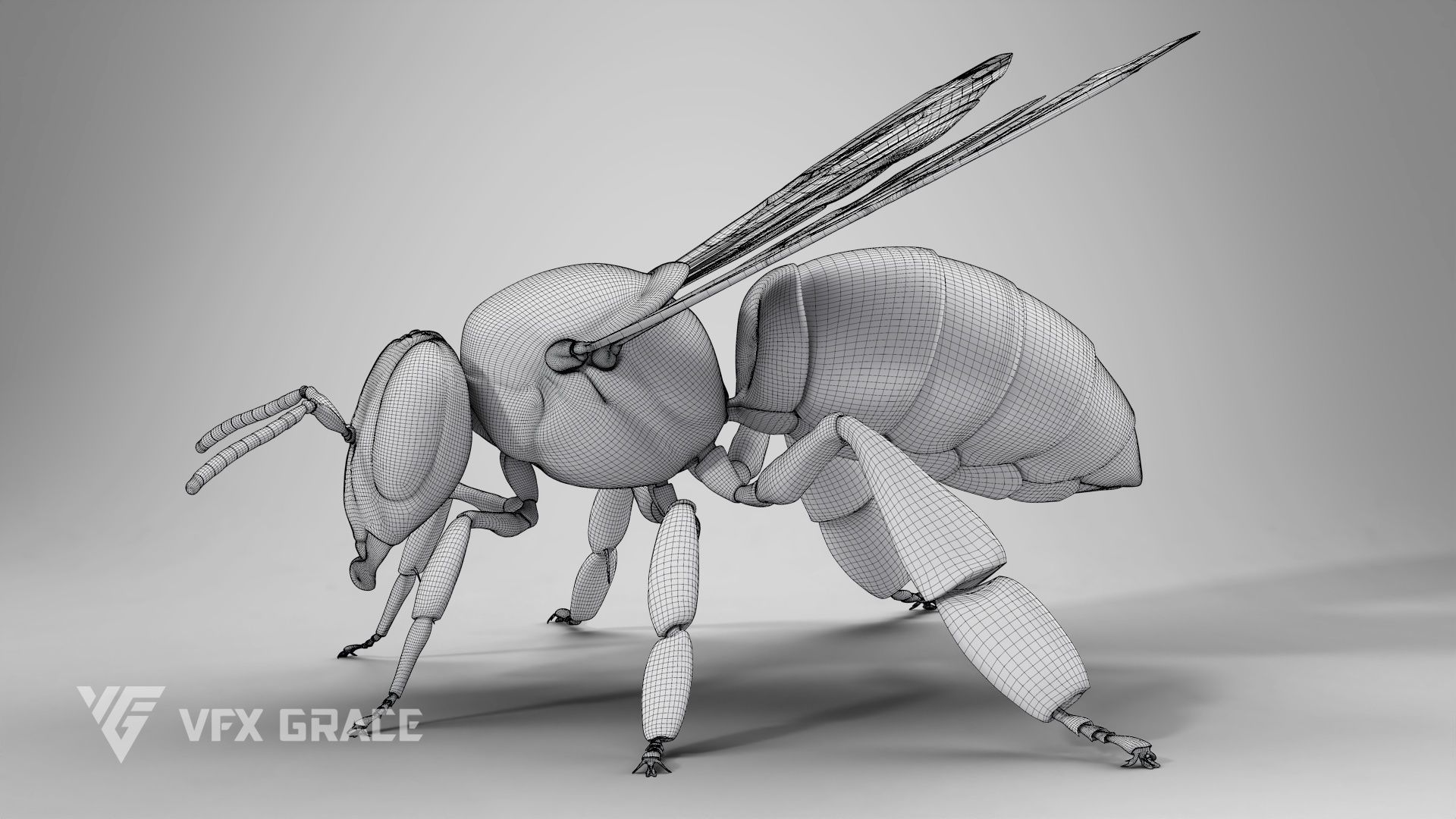 Honey bee Rig - MAYA 3D model_21