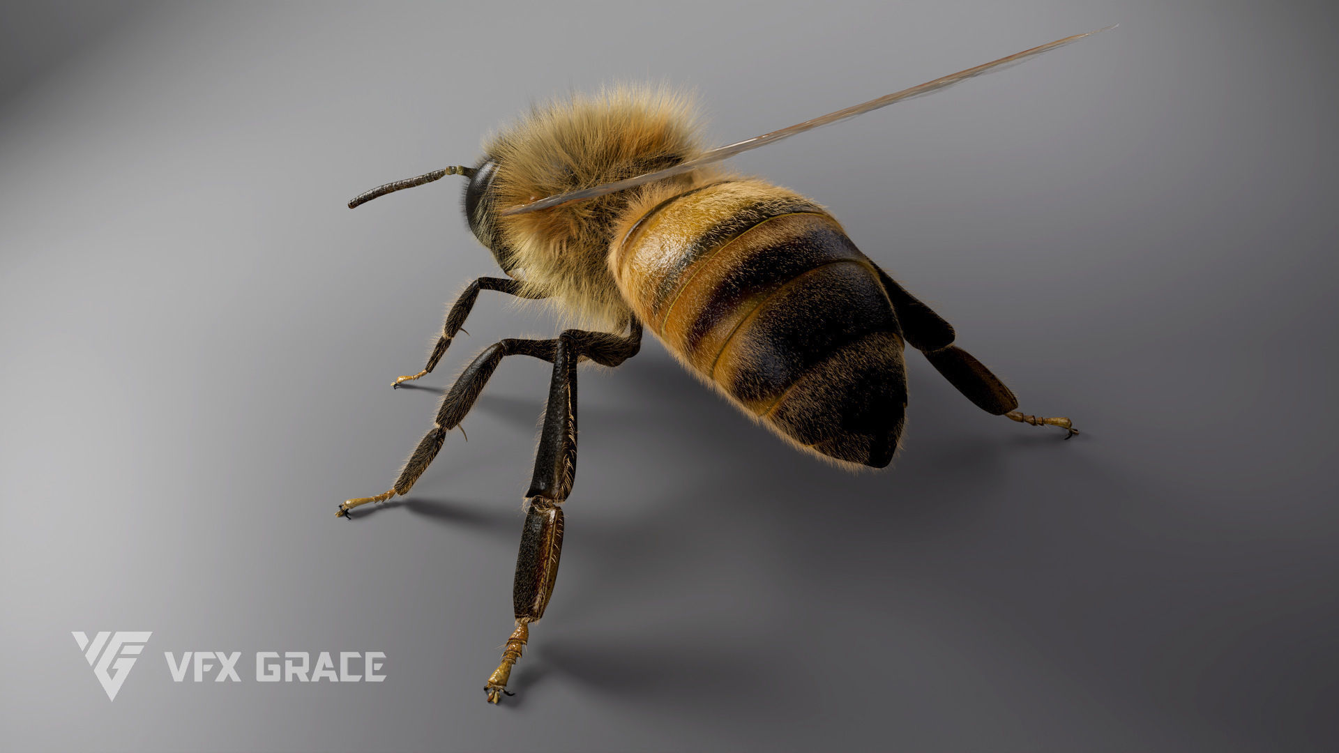 Honey bee Rig - MAYA 3D model_10