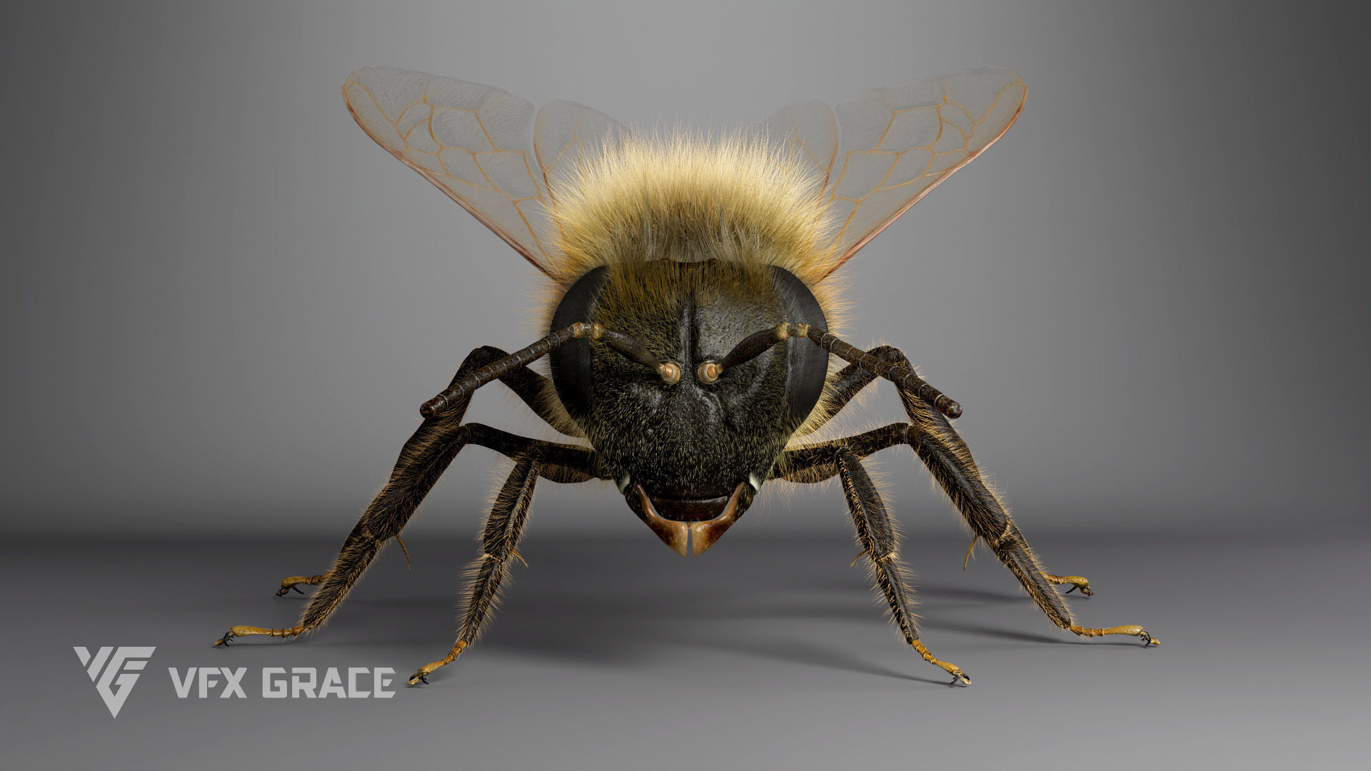 Honey bee Rig - MAYA 3D model_9