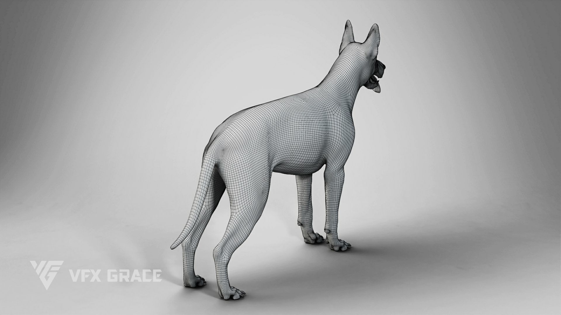 German Shepherd Rig - MAYA 3D model_21