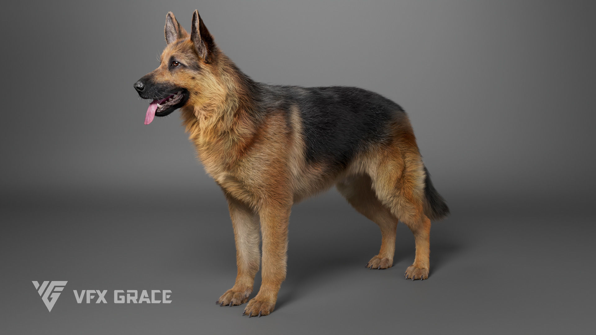 German Shepherd Rig - MAYA 3D model_6