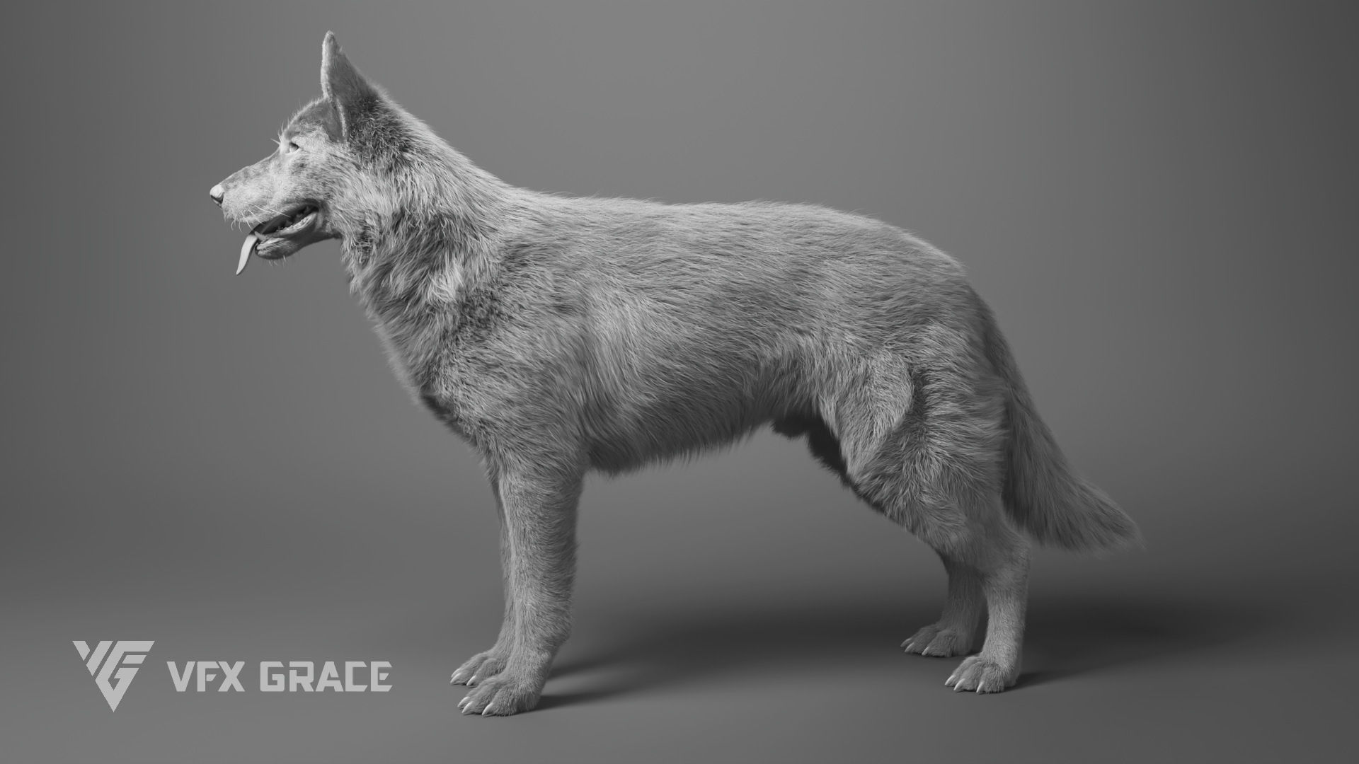 German Shepherd Rig - MAYA 3D model_11
