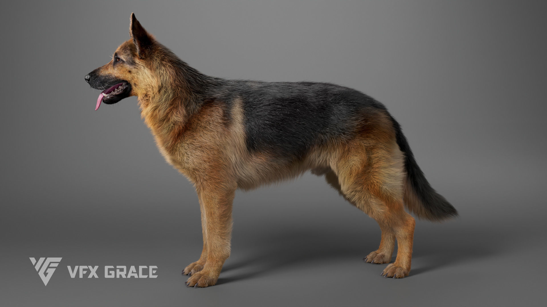 German Shepherd Rig - MAYA 3D model_7