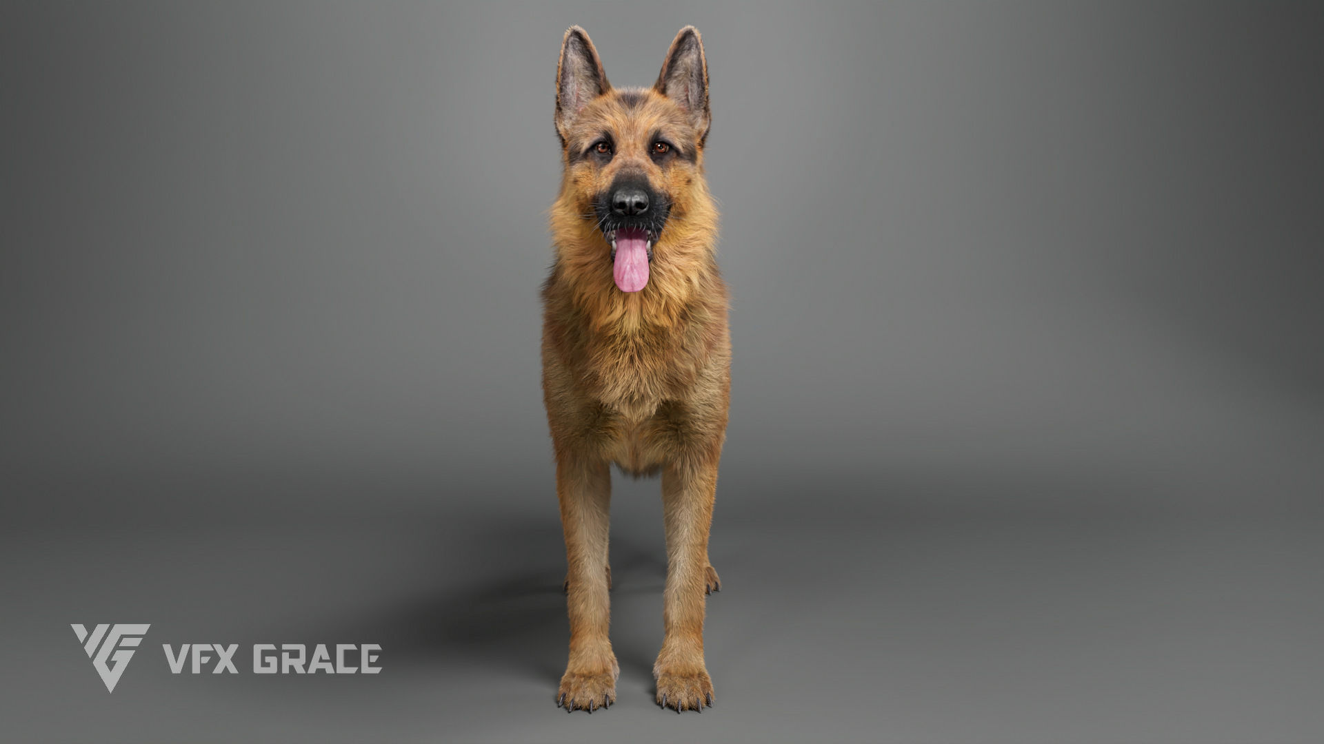 German Shepherd Rig - MAYA 3D model_3