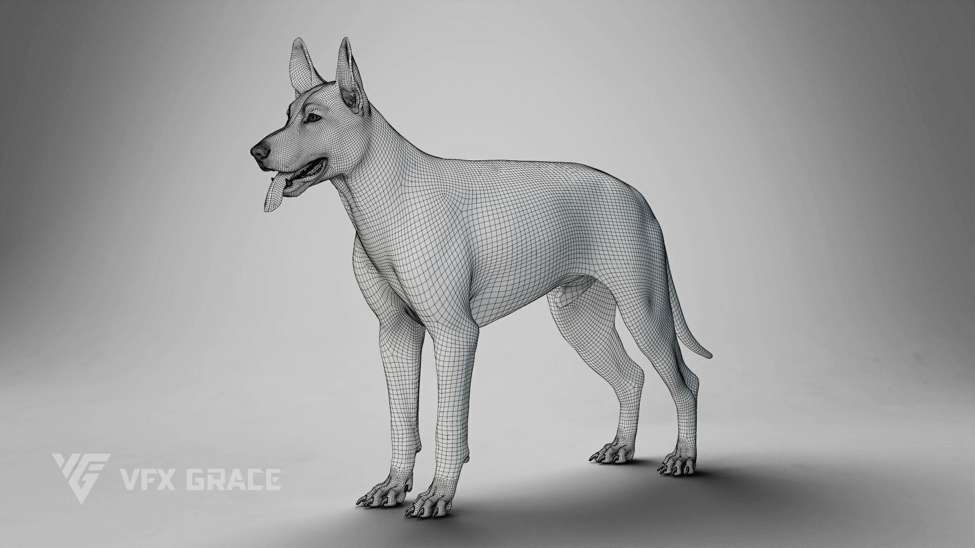 German Shepherd Rig - MAYA 3D model_19