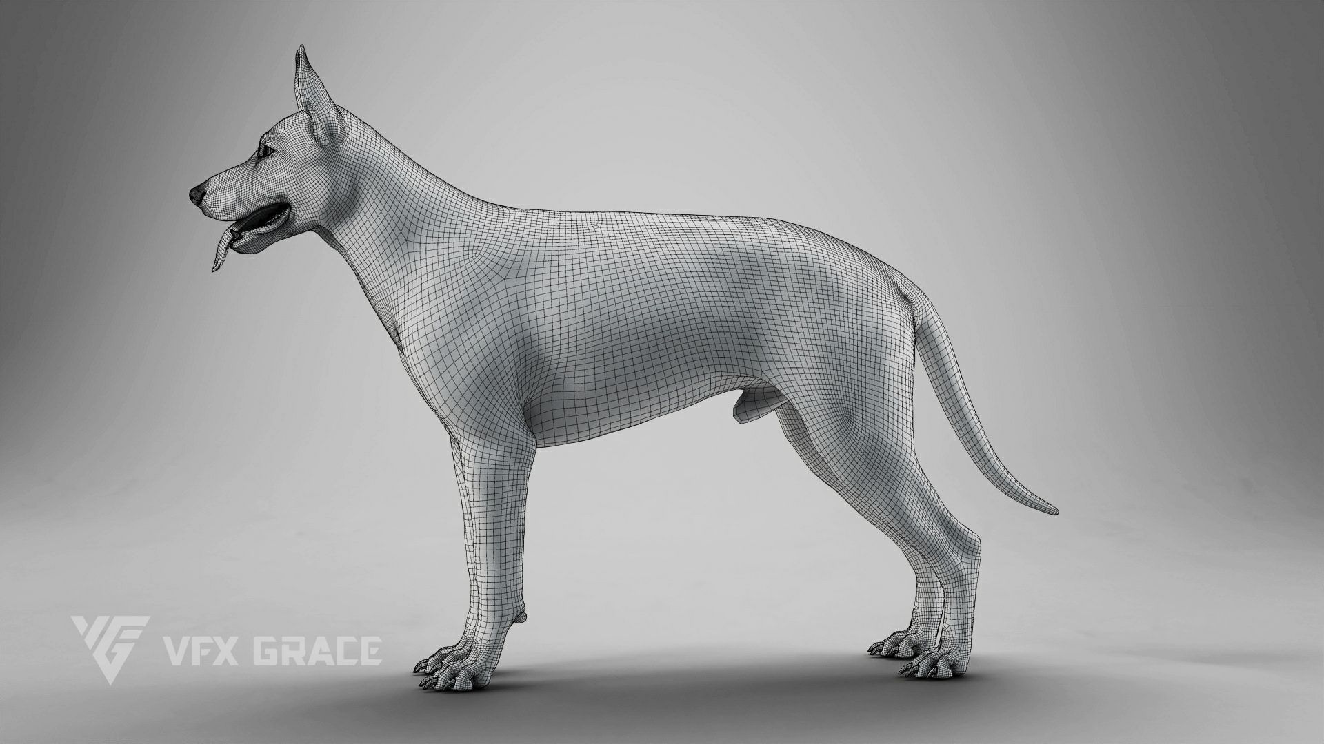 German Shepherd Rig - MAYA 3D model_20