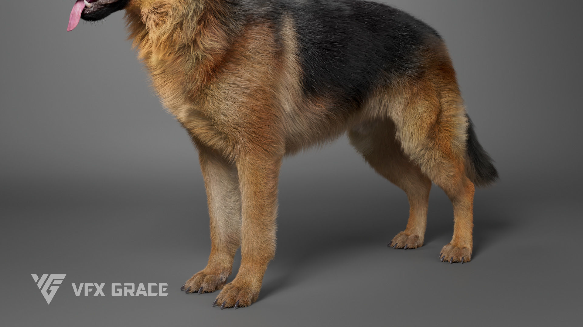 German Shepherd Rig - MAYA 3D model_5