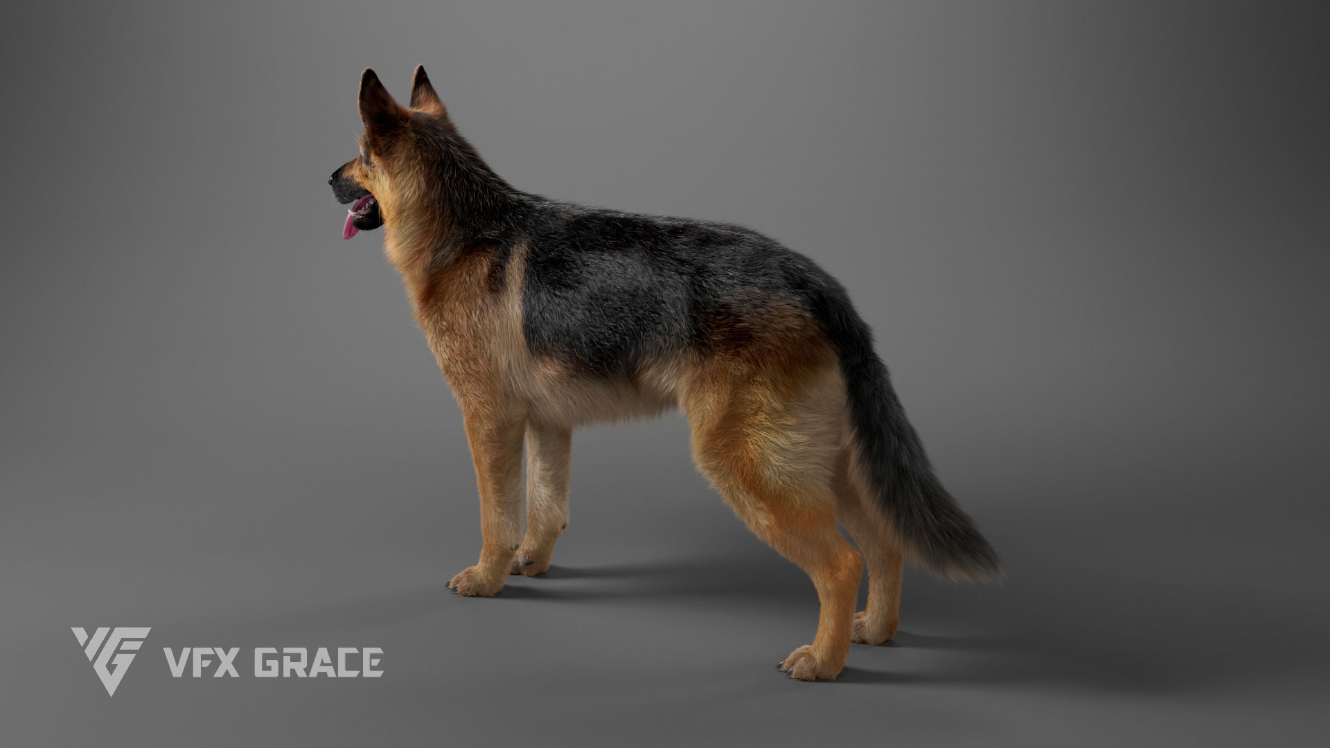 German Shepherd Rig - MAYA 3D model_8