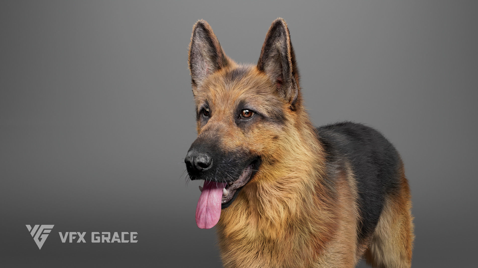 German Shepherd Rig - MAYA 3D model_4