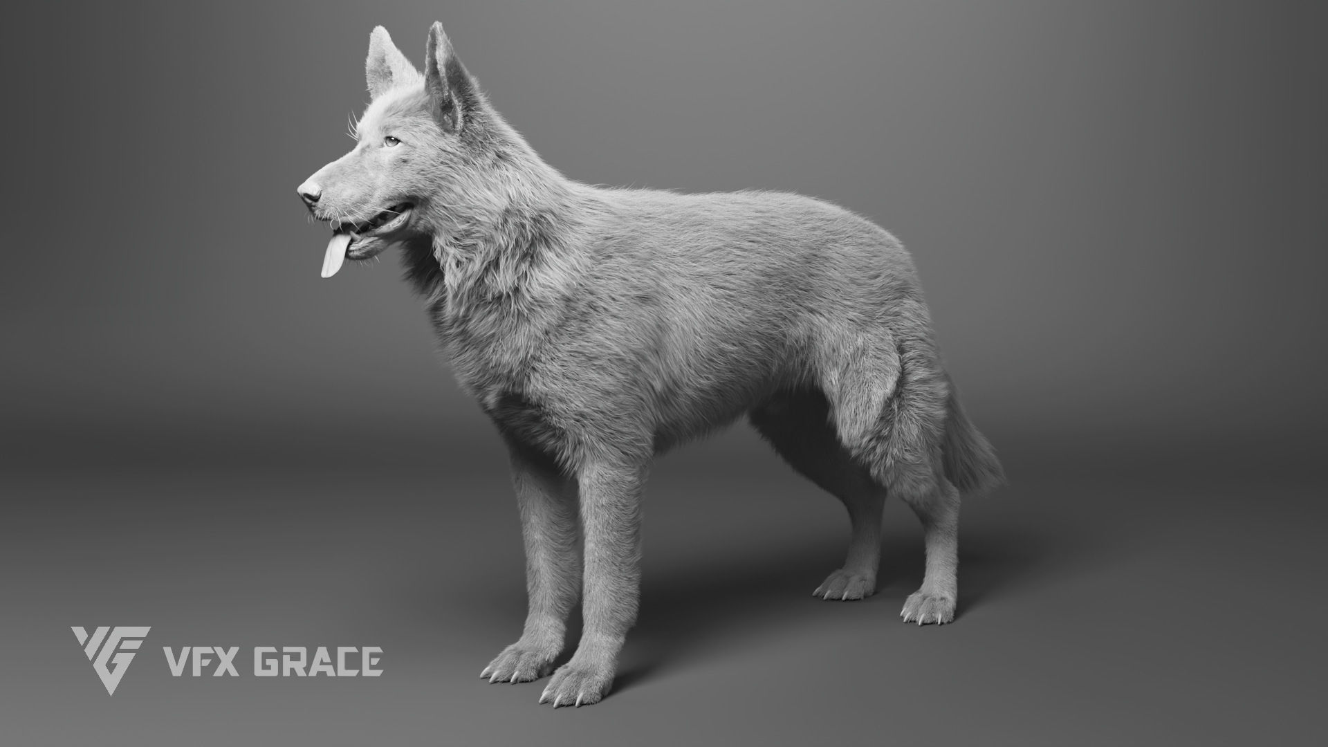 German Shepherd Rig - MAYA 3D model_10