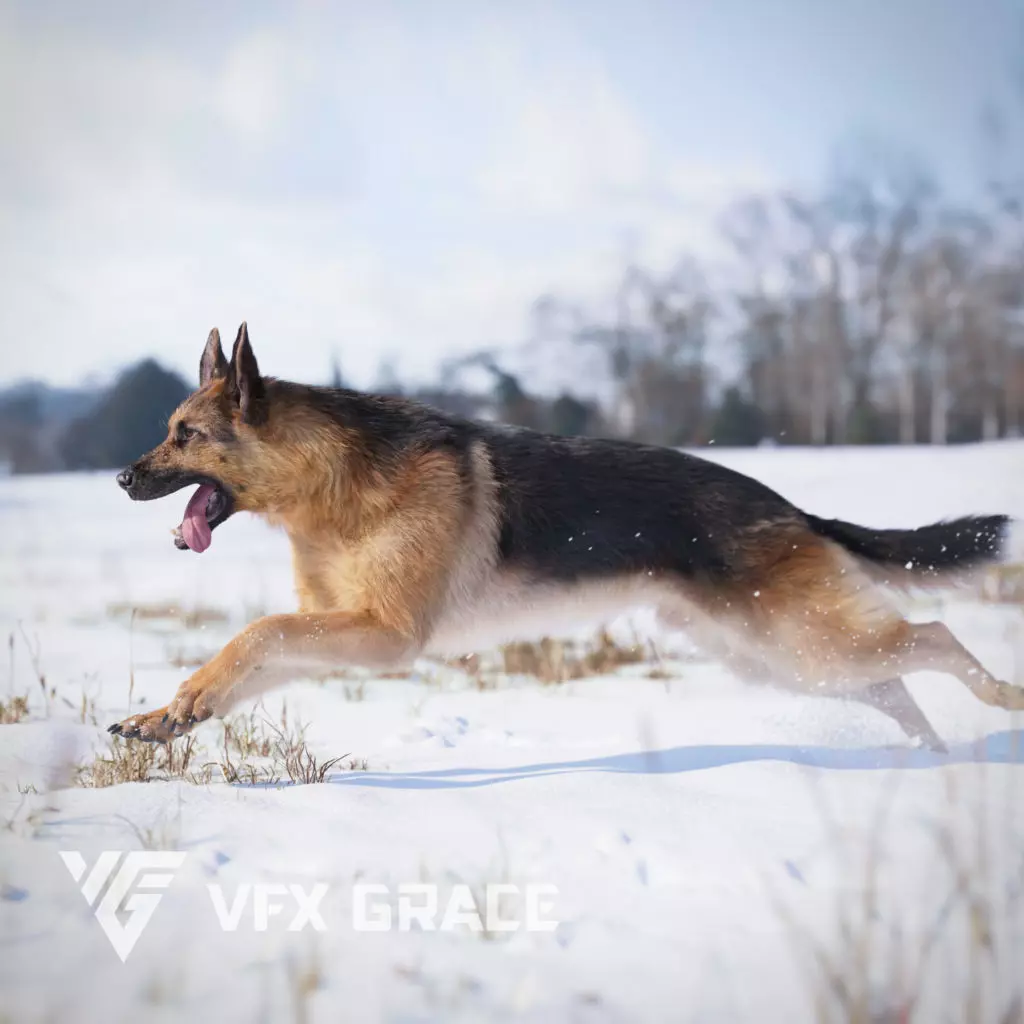 German Shepherd Rig - MAYA 3D model_0