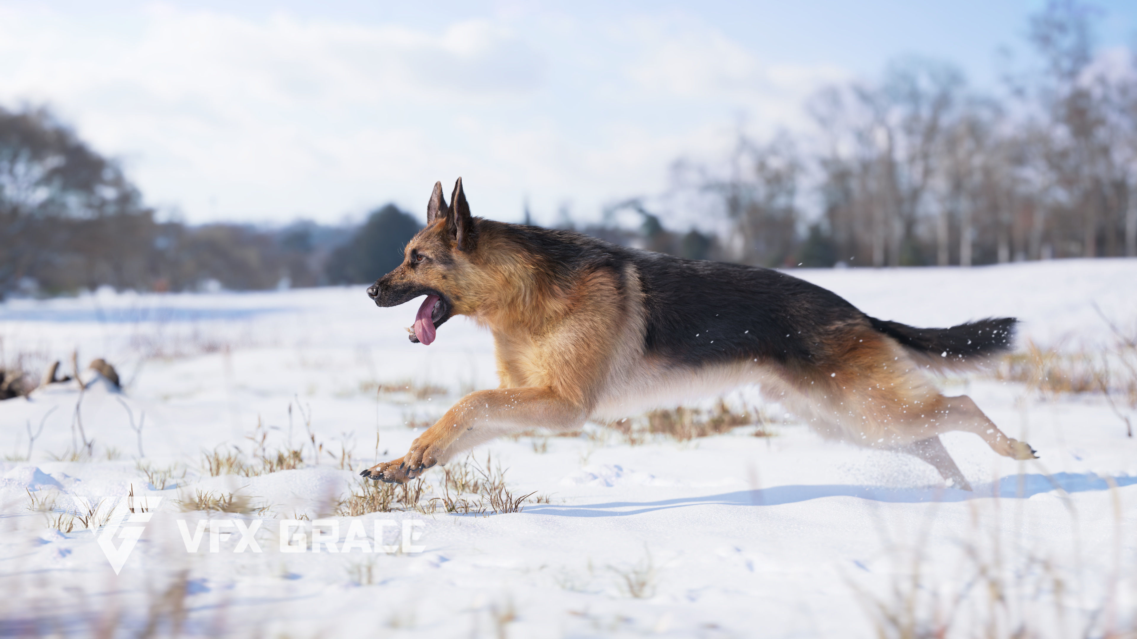 German Shepherd Rig - MAYA 3D model_2