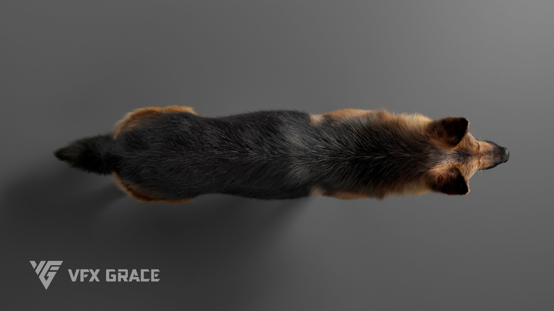 German Shepherd Rig - MAYA 3D model_9