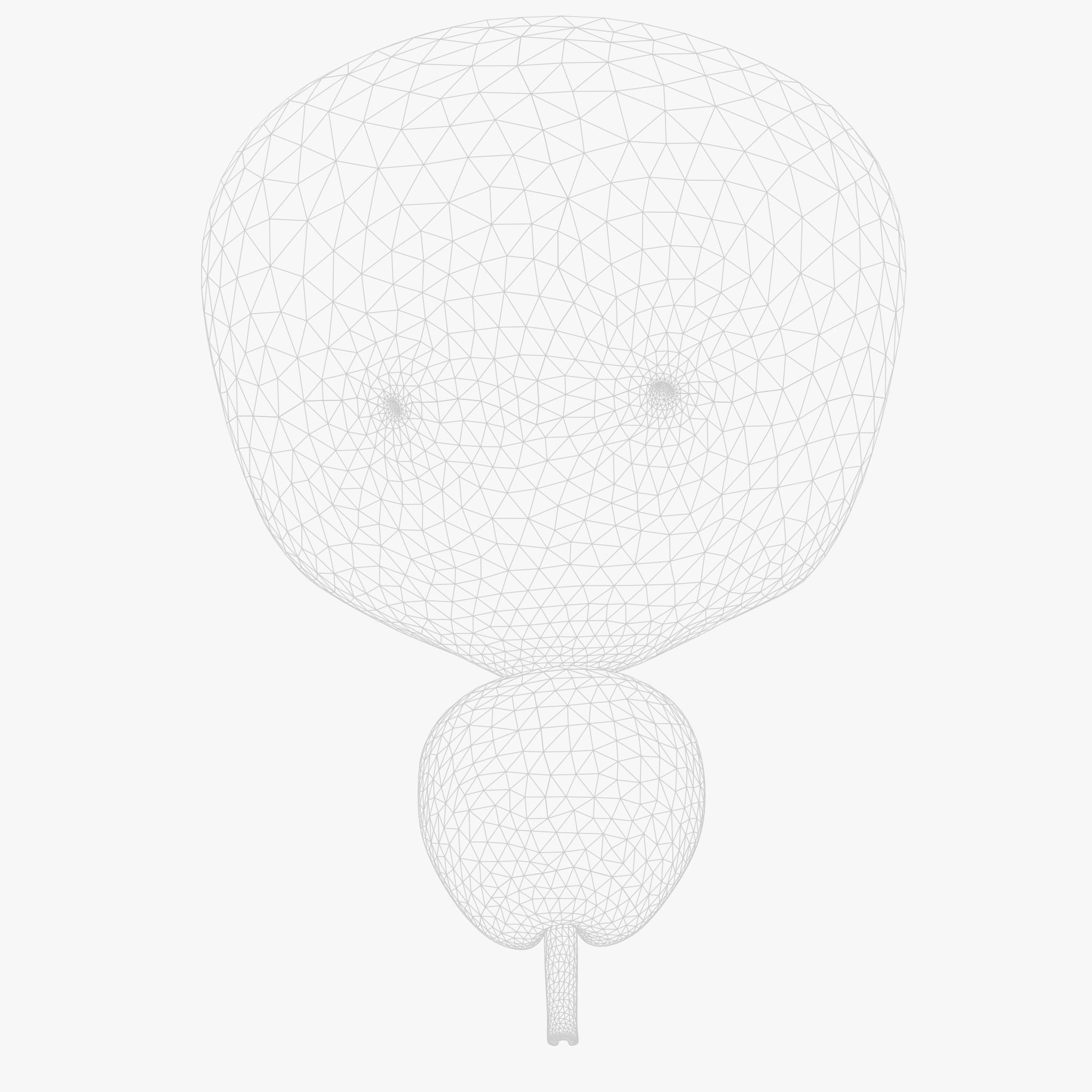 Bladder Cross Section Low-poly 3D model_8