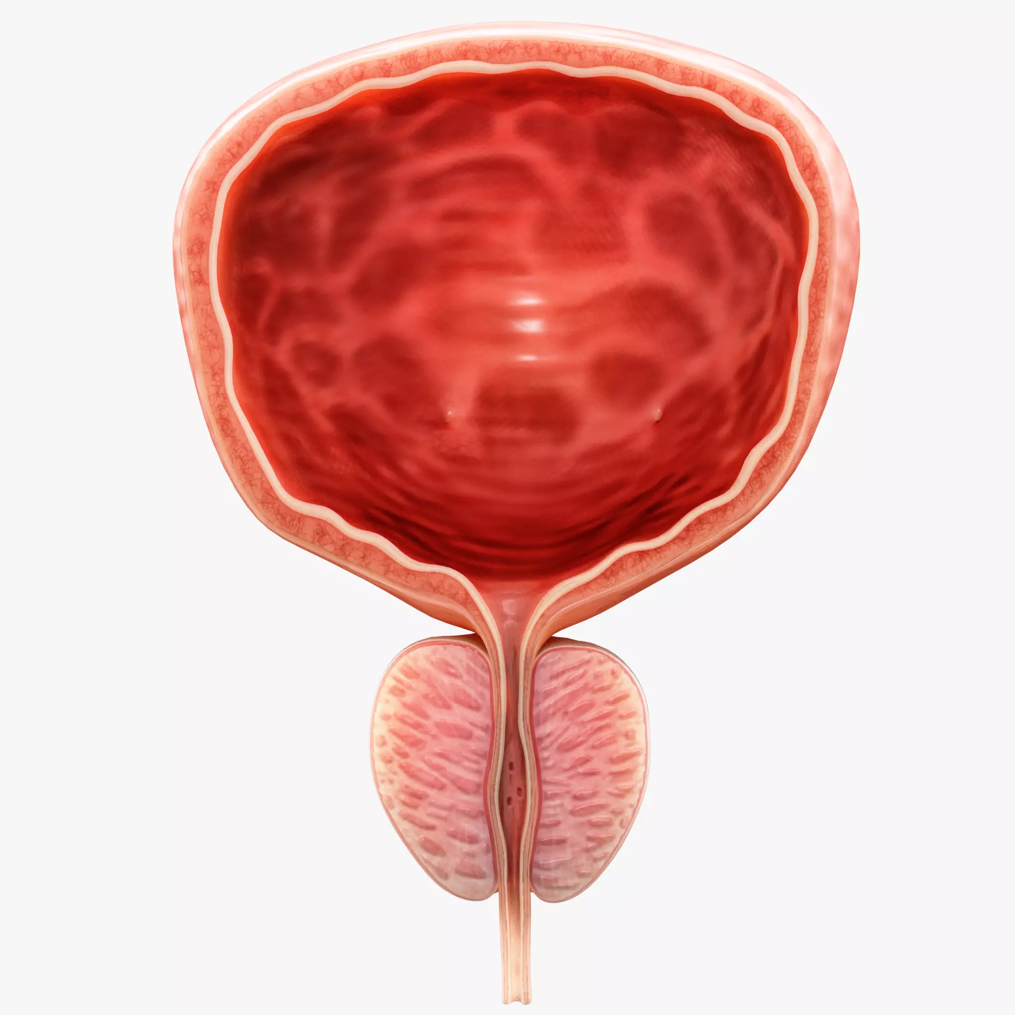 Bladder Cross Section Low-poly 3D model_0