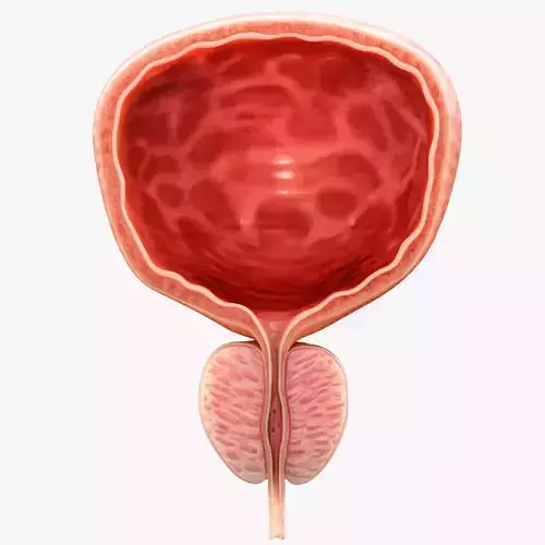 Bladder Cross Section Low-poly 3D model